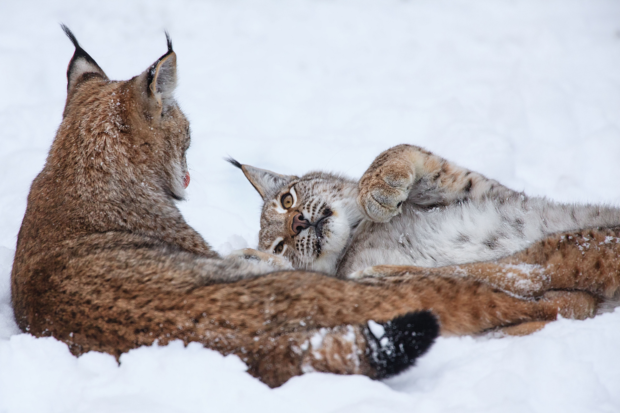 Download mobile wallpaper Cats, Animal, Lynx for free.