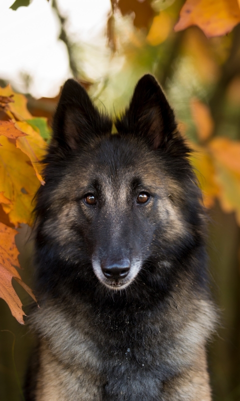 Handy-Wallpaper Tiere, Hunde, Hund, Blatt, Starren kostenlos herunterladen.