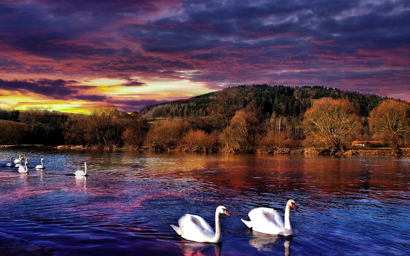 Download mobile wallpaper Lakes, Landscape, Trees, Birds, Swans for free.