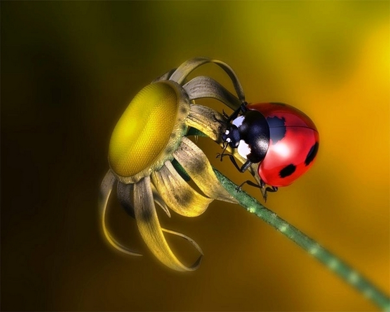 flowers, insects, camomile, ladybugs, yellow Full HD