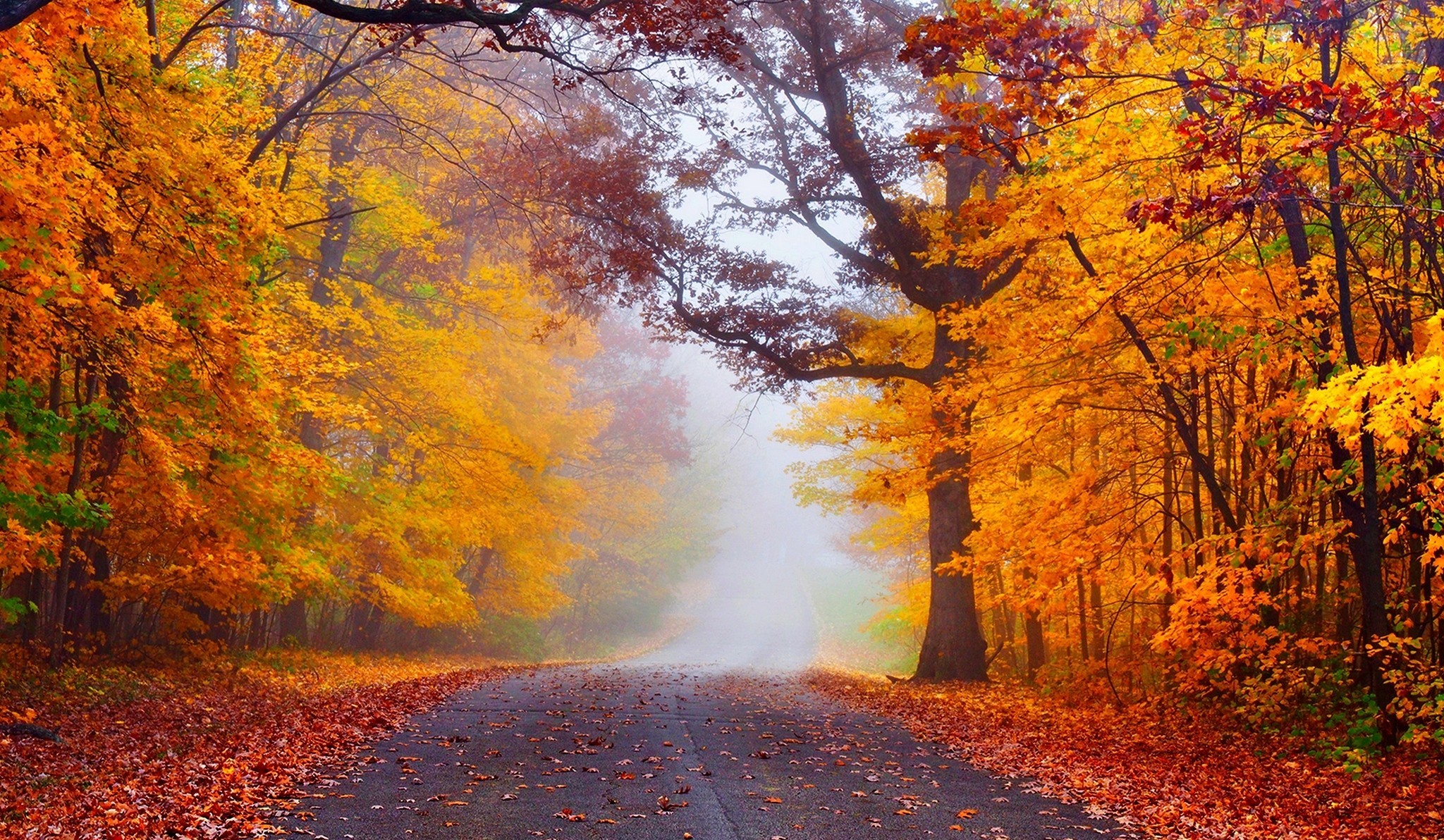Скачать картинку Осень, Дорога, Туман, Цвета, Сделано Человеком в телефон бесплатно.