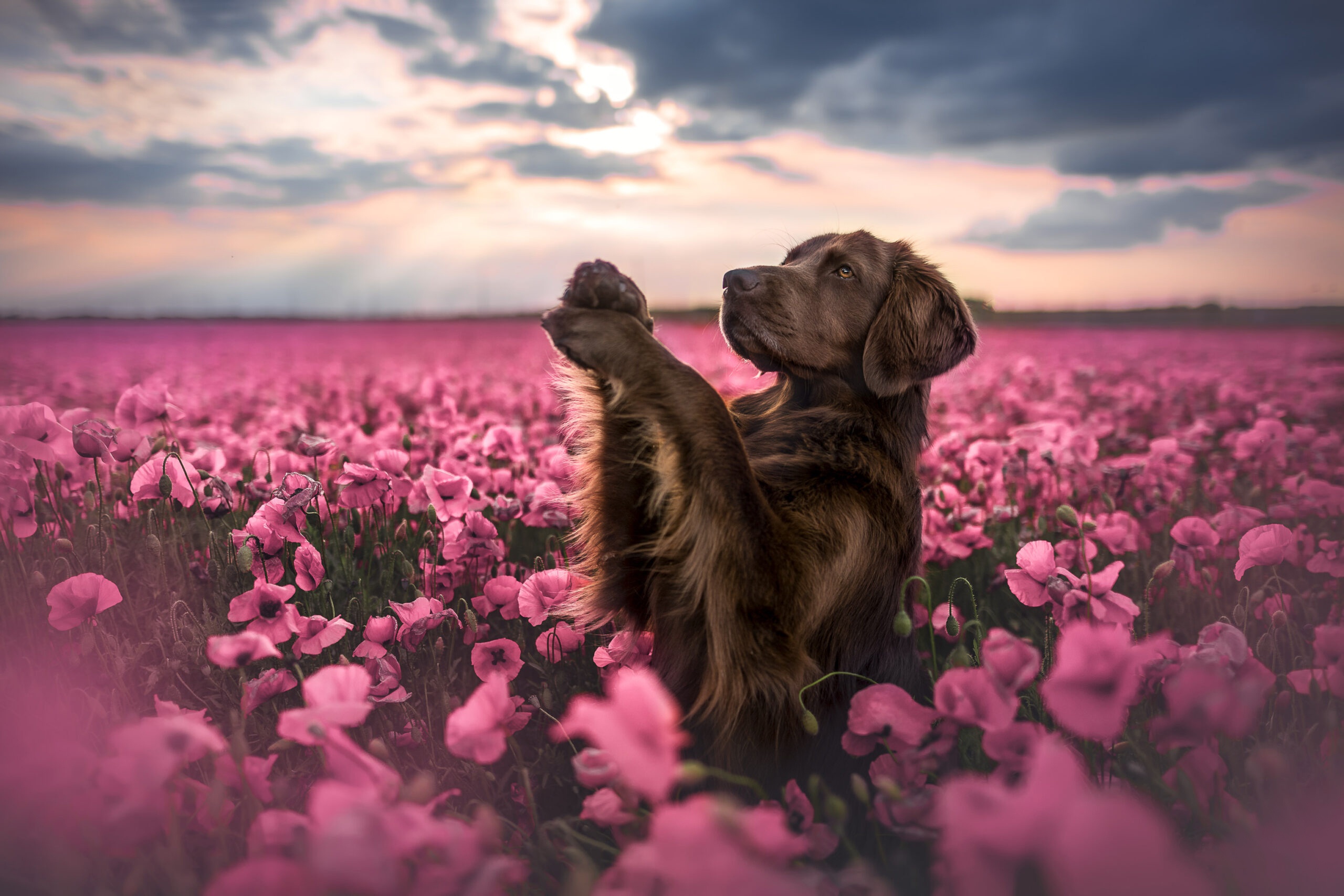 Скачать обои бесплатно Животные, Собаки, Собака, Щенок, Розовый Цветок картинка на рабочий стол ПК