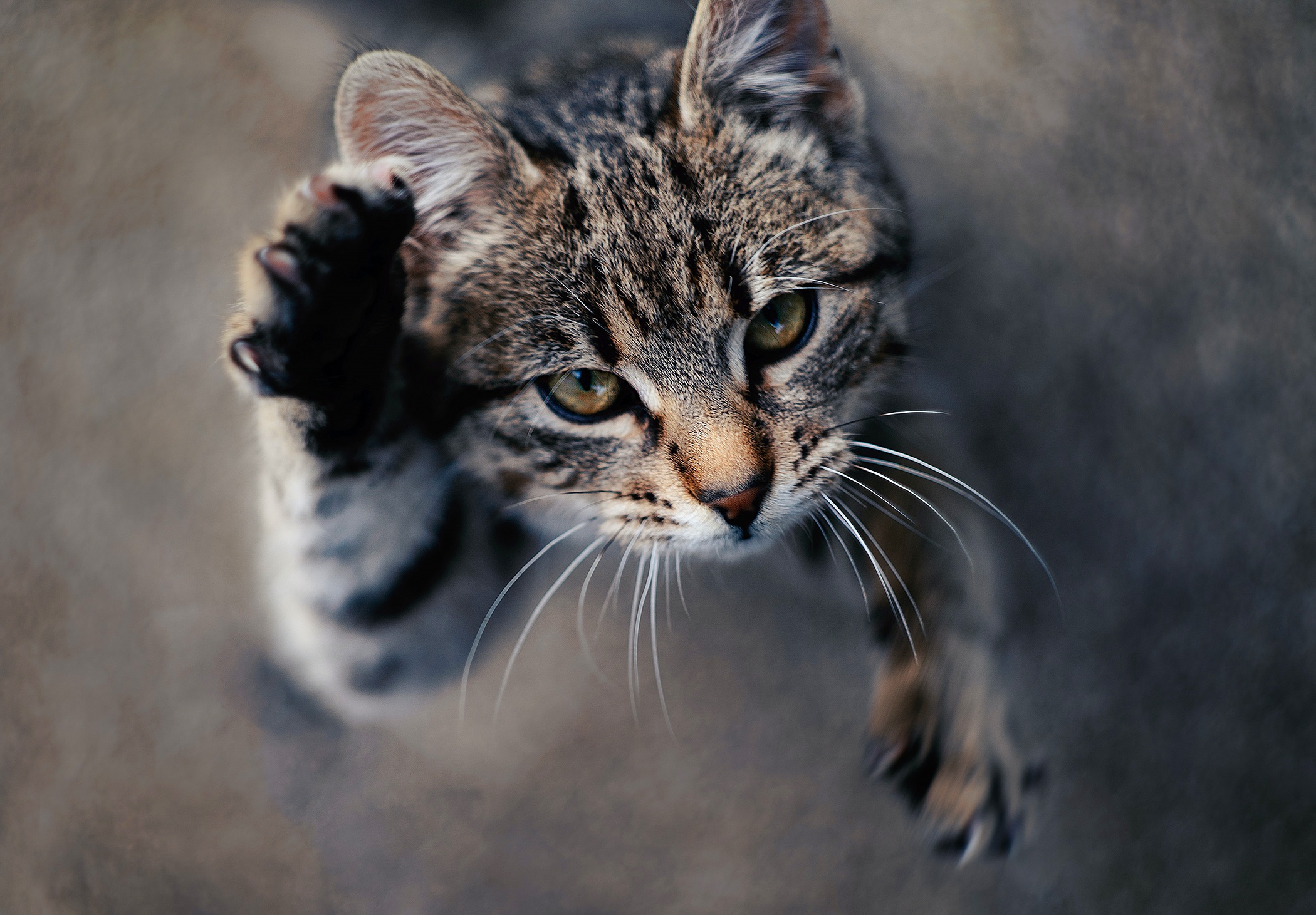 Free download wallpaper Cats, Cat, Animal on your PC desktop