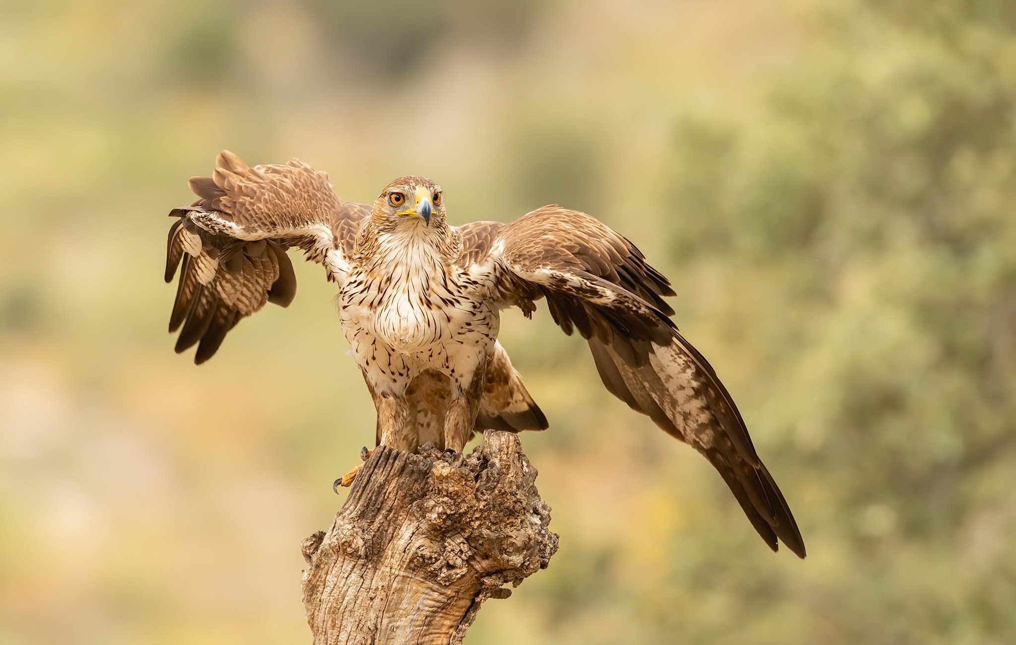 Meilleurs fonds d'écran L'aigle De Bonelli pour l'écran du téléphone