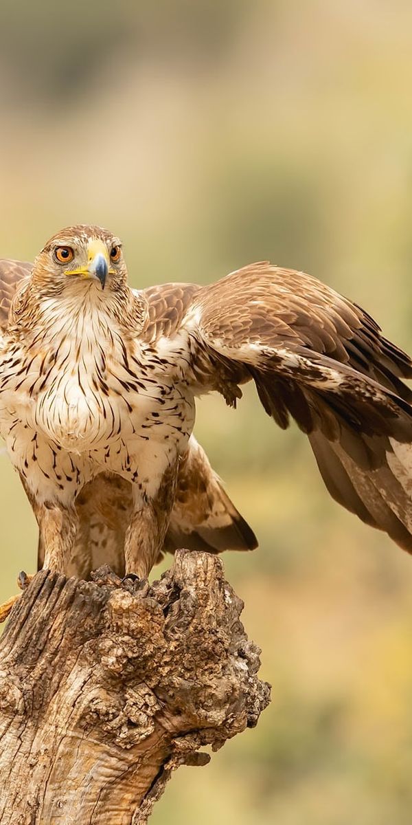 Fonds d'écran L'aigle De Bonelli pour PC, télécharger gratuitement des ...