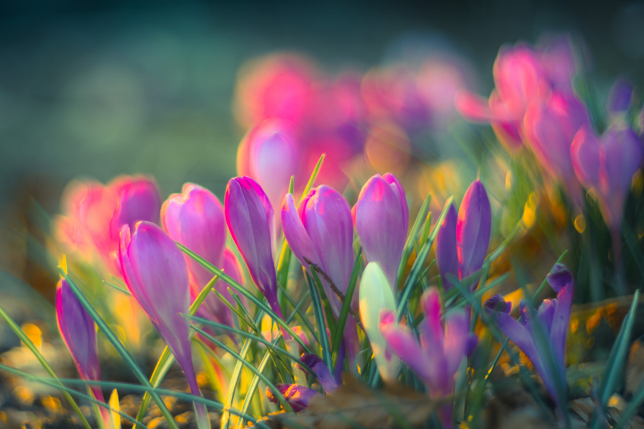 Free download wallpaper Nature, Flowers, Flower, Blur, Earth, Spring, Crocus, Pink Flower on your PC desktop
