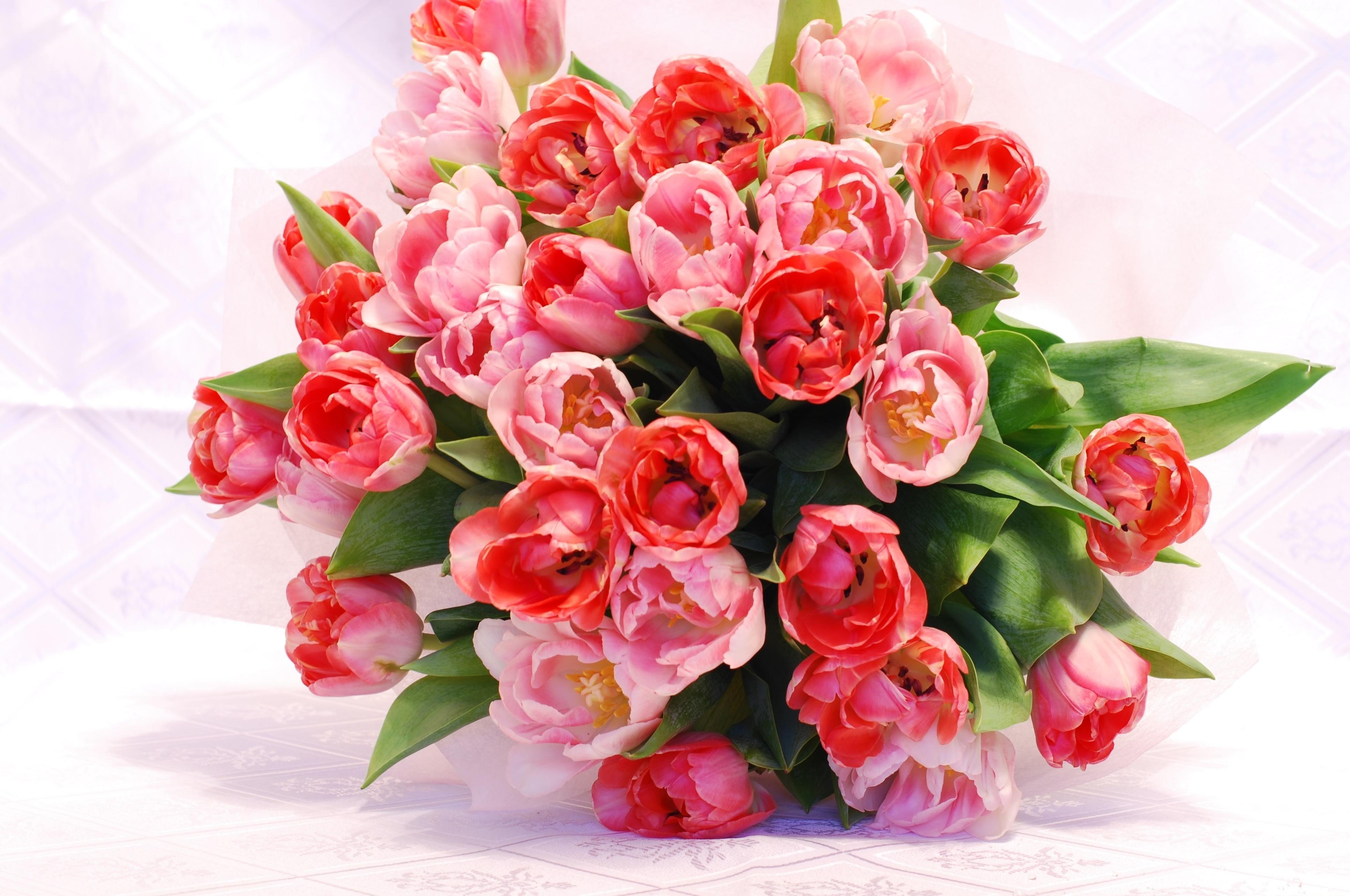 61869 скачать обои тюльпаны, цветы, нежность, красиво, распущенные, букет - заставки и картинки бесплатно