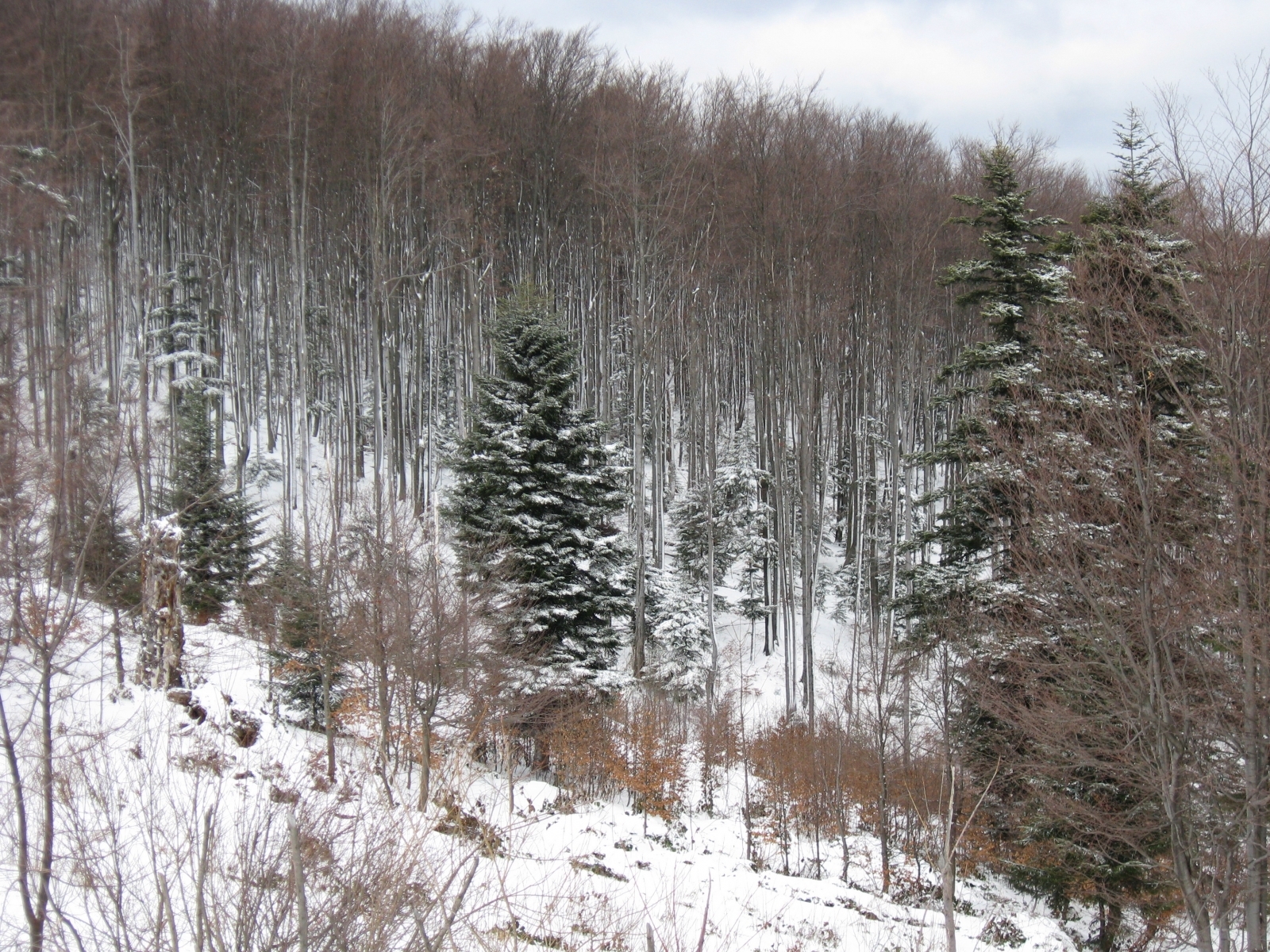 8520 скачать картинку пейзаж, зима, деревья, елки, серые - обои и заставки бесплатно