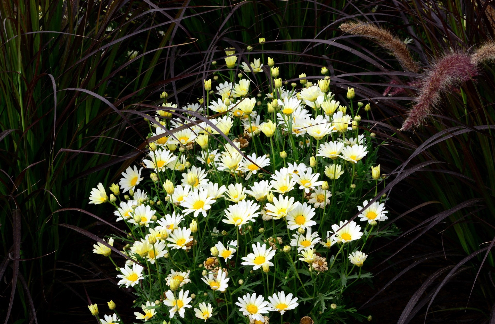 Download mobile wallpaper Earth, Chamomile for free.