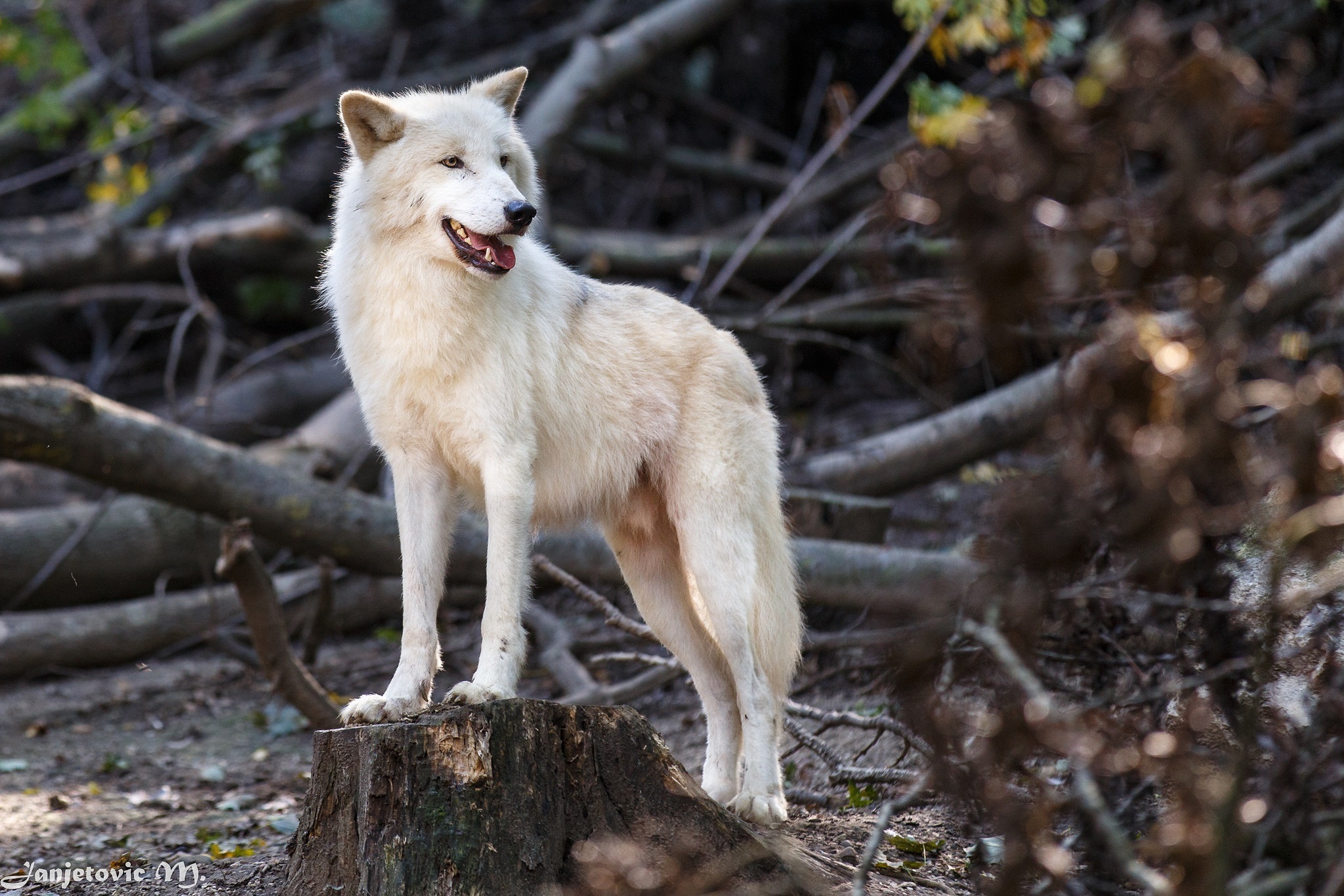 401481 télécharger l'image loup, animaux, loup blanc, wolves - fonds d'écran et économiseurs d'écran gratuits