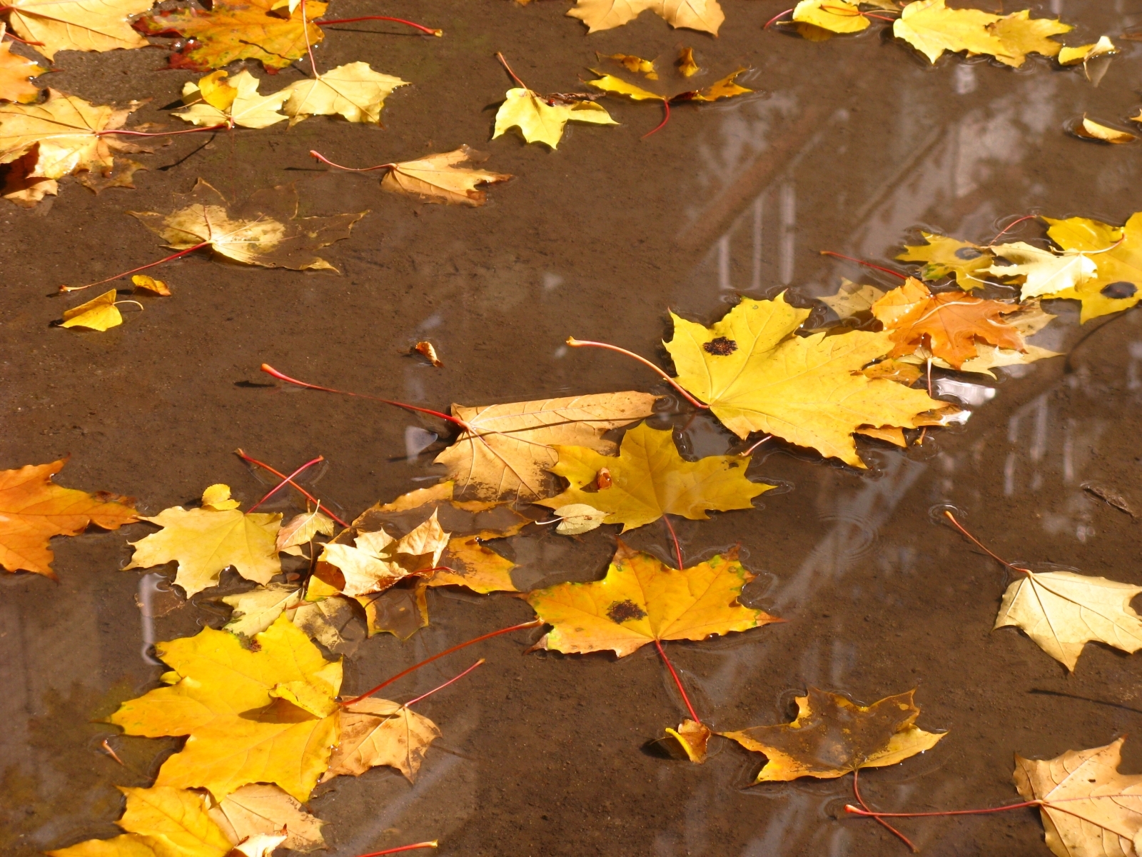 Скачать обои бесплатно Листья, Фон, Осень картинка на рабочий стол ПК