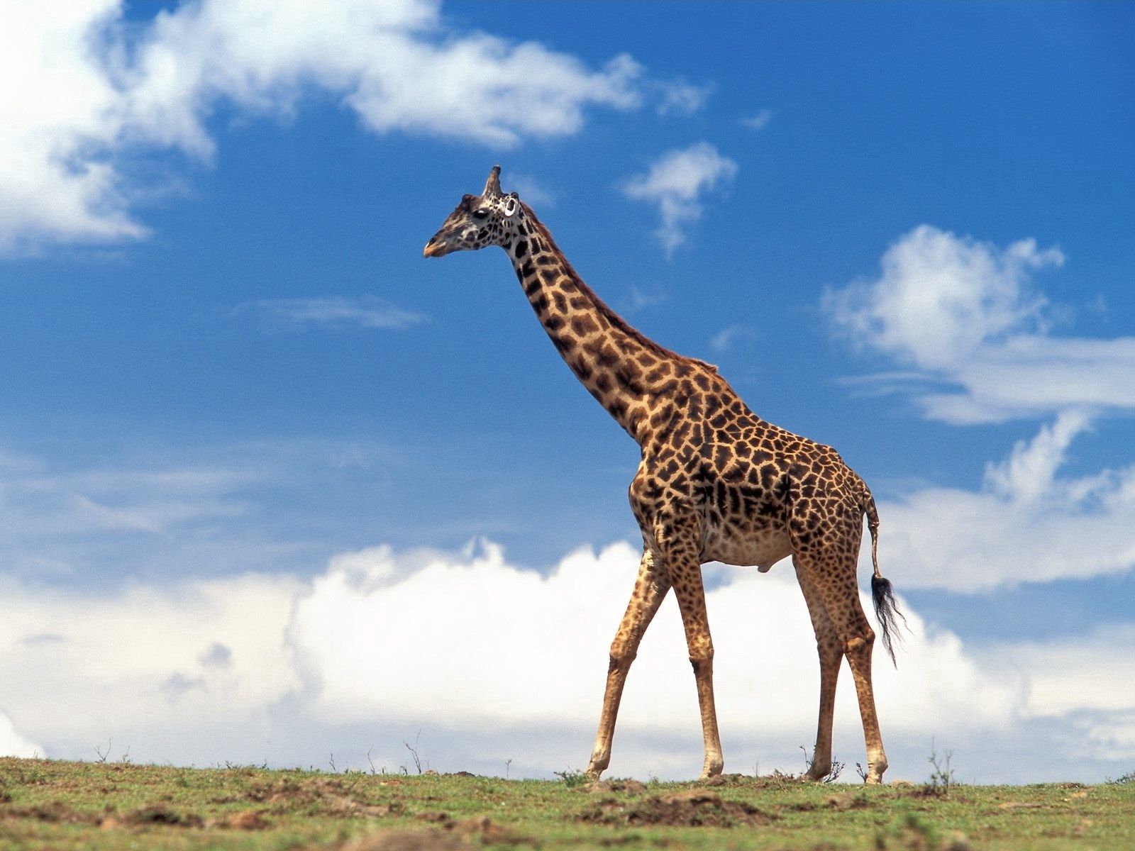 giraffe, animals, clouds, grass, sky, stroll