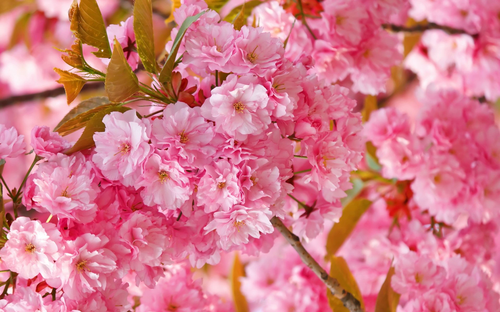 Download mobile wallpaper Sakura, Flower, Earth, Cherry Blossom for free.