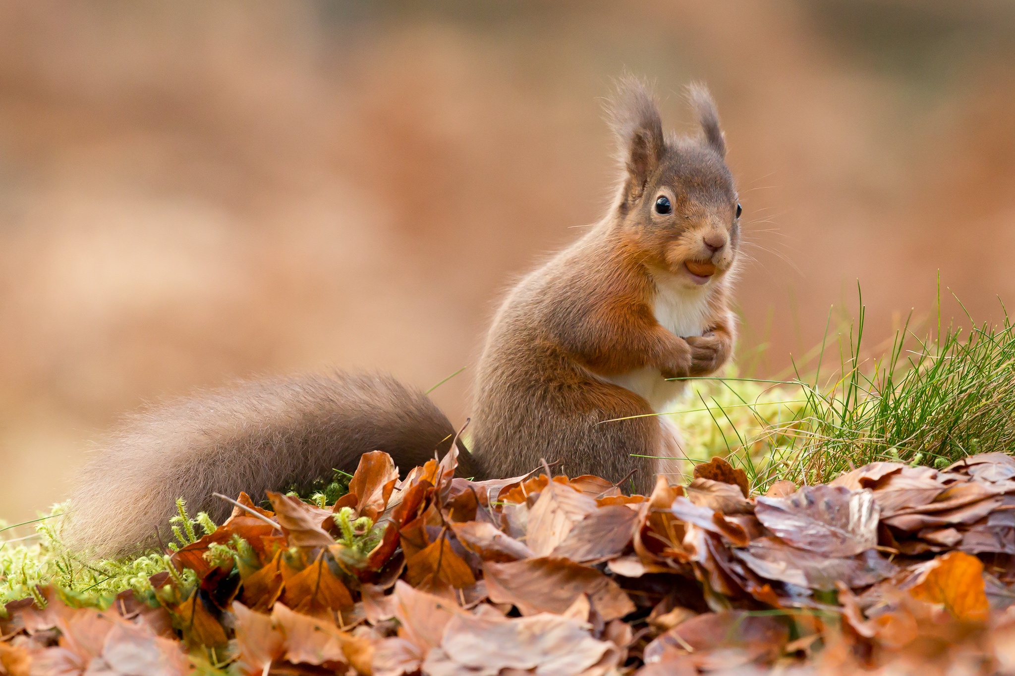 Free download wallpaper Squirrel, Fall, Animal, Rodent on your PC desktop