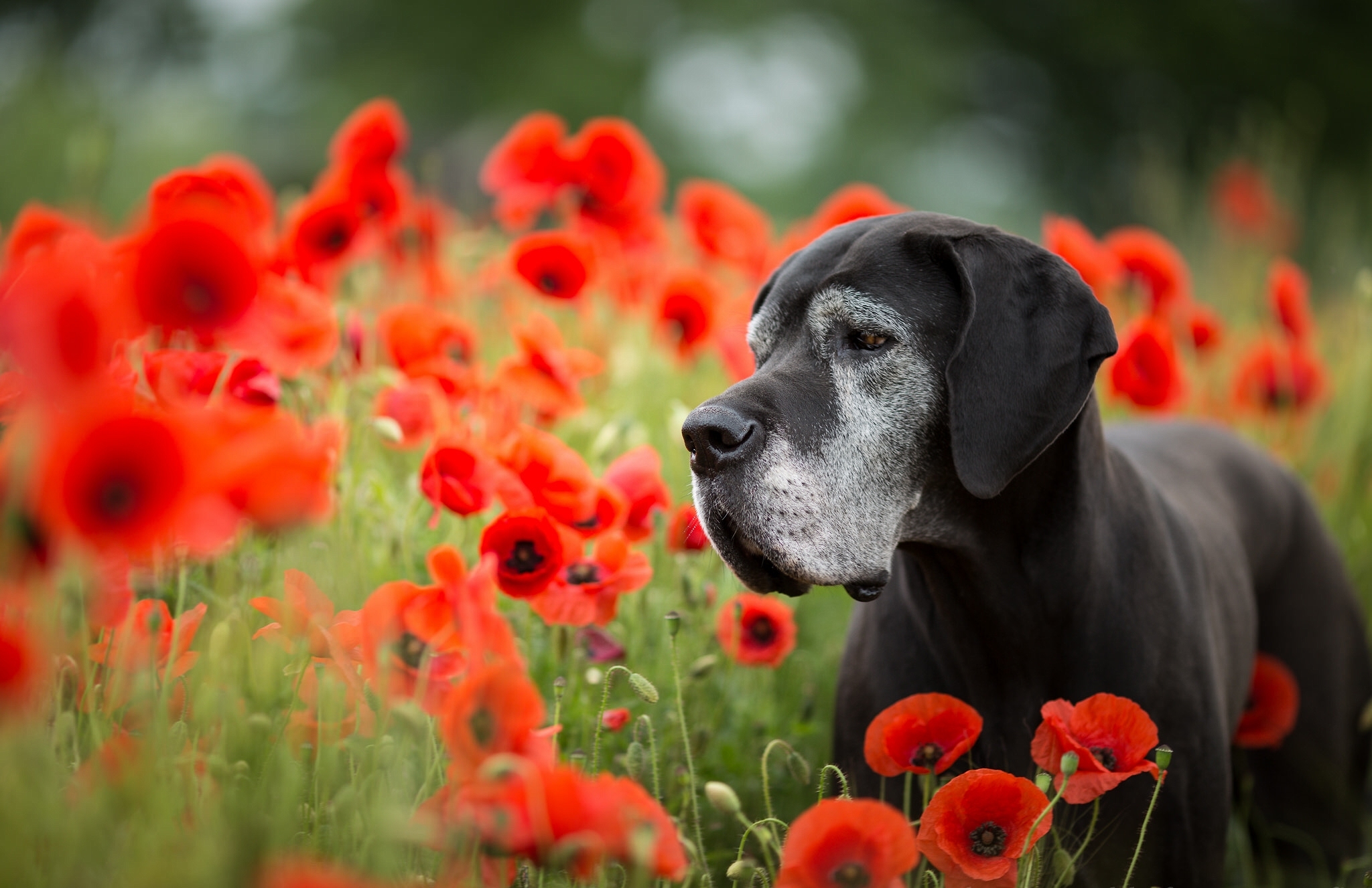 Download mobile wallpaper Dogs, Flower, Dog, Animal, Bokeh, Poppy, Red Flower for free.