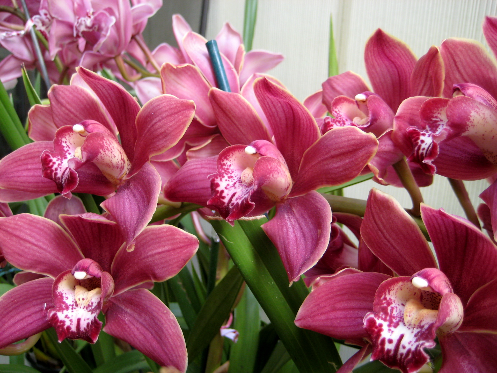Baixe gratuitamente a imagem Orquídea, Flores, Flor, Terra/natureza na área de trabalho do seu PC