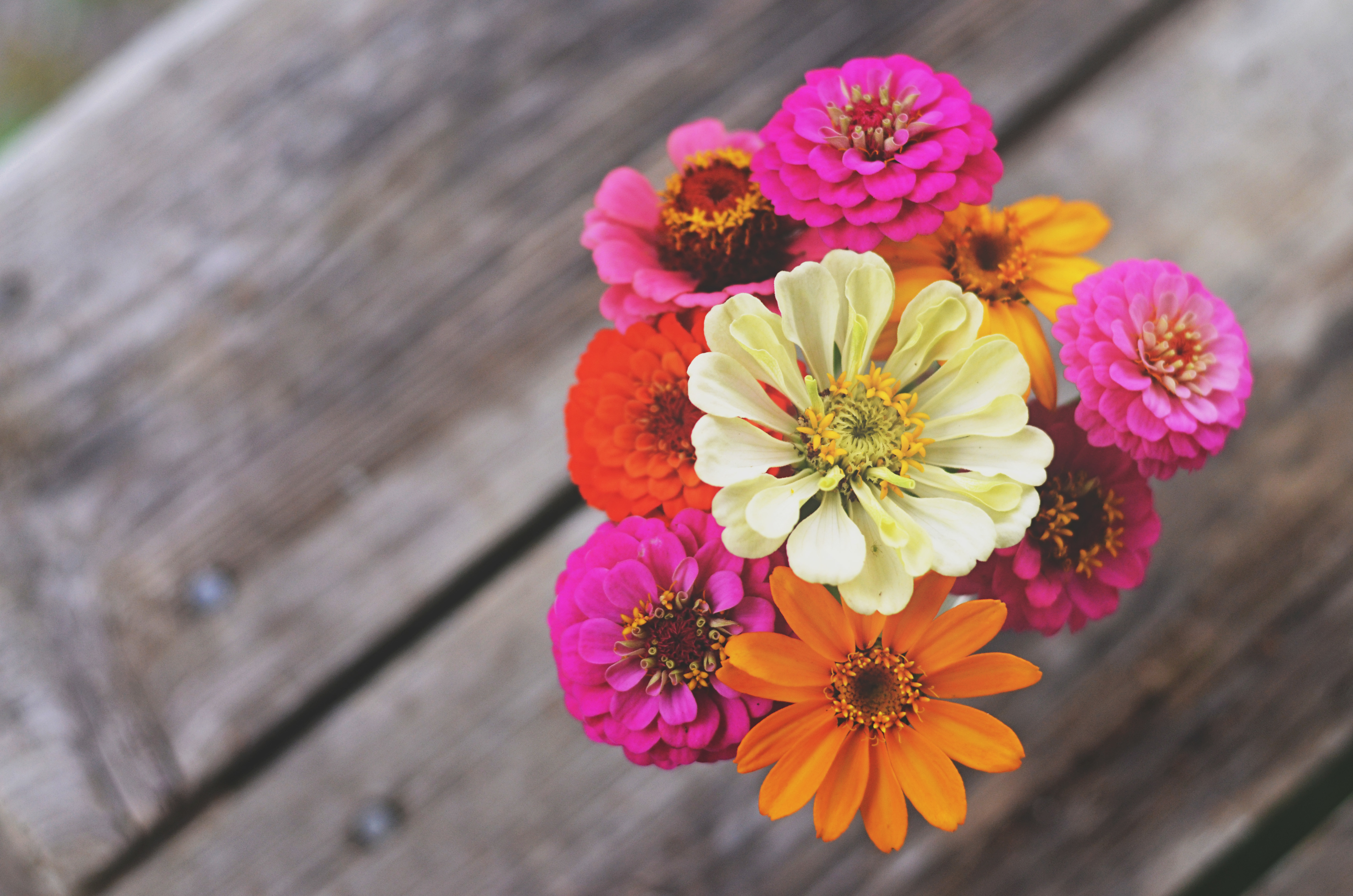 Descarga gratuita de fondo de pantalla para móvil de Flores, Flor, Tierra/naturaleza.