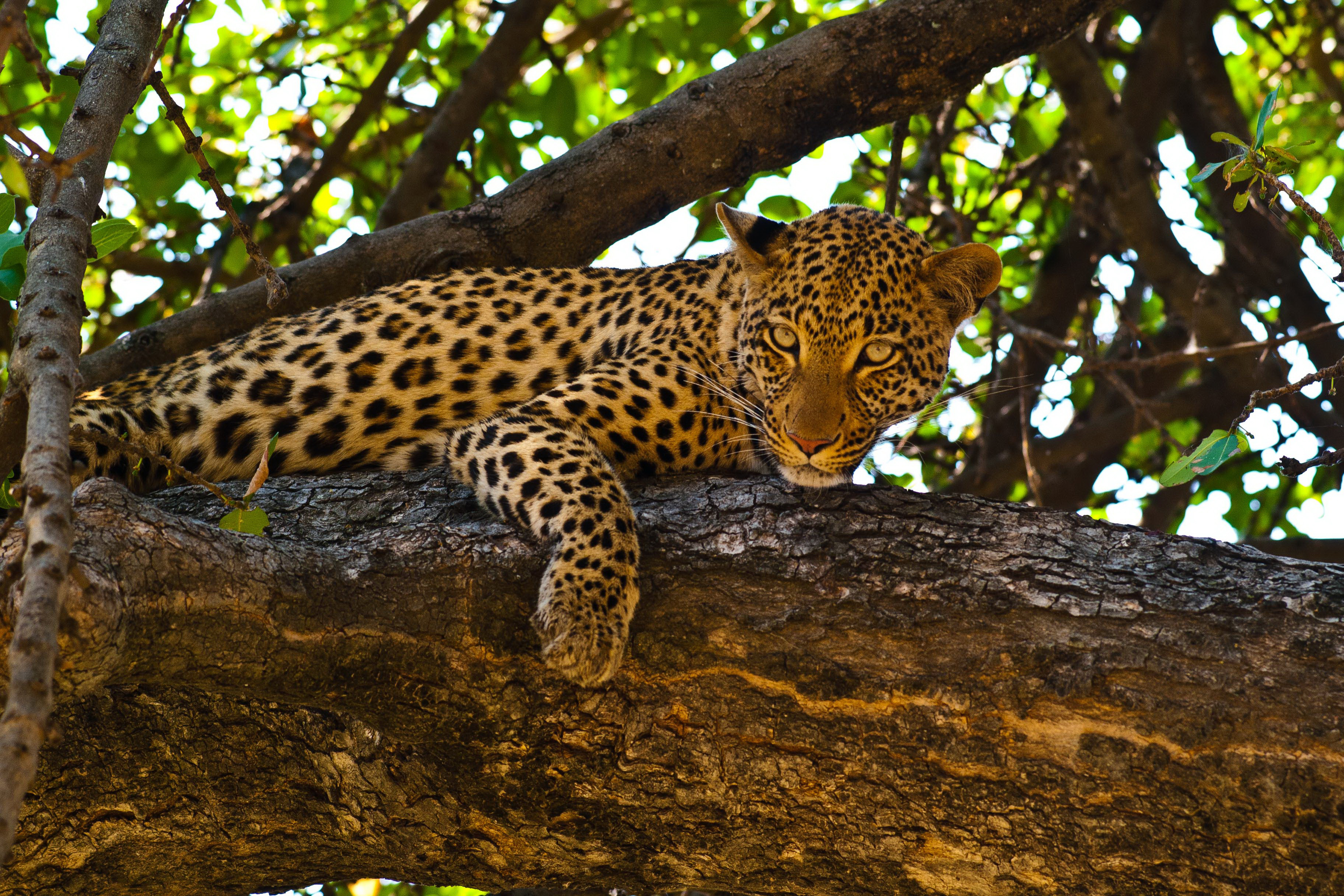 Baixar papel de parede para celular de Animais, Gatos, Leopardo gratuito.