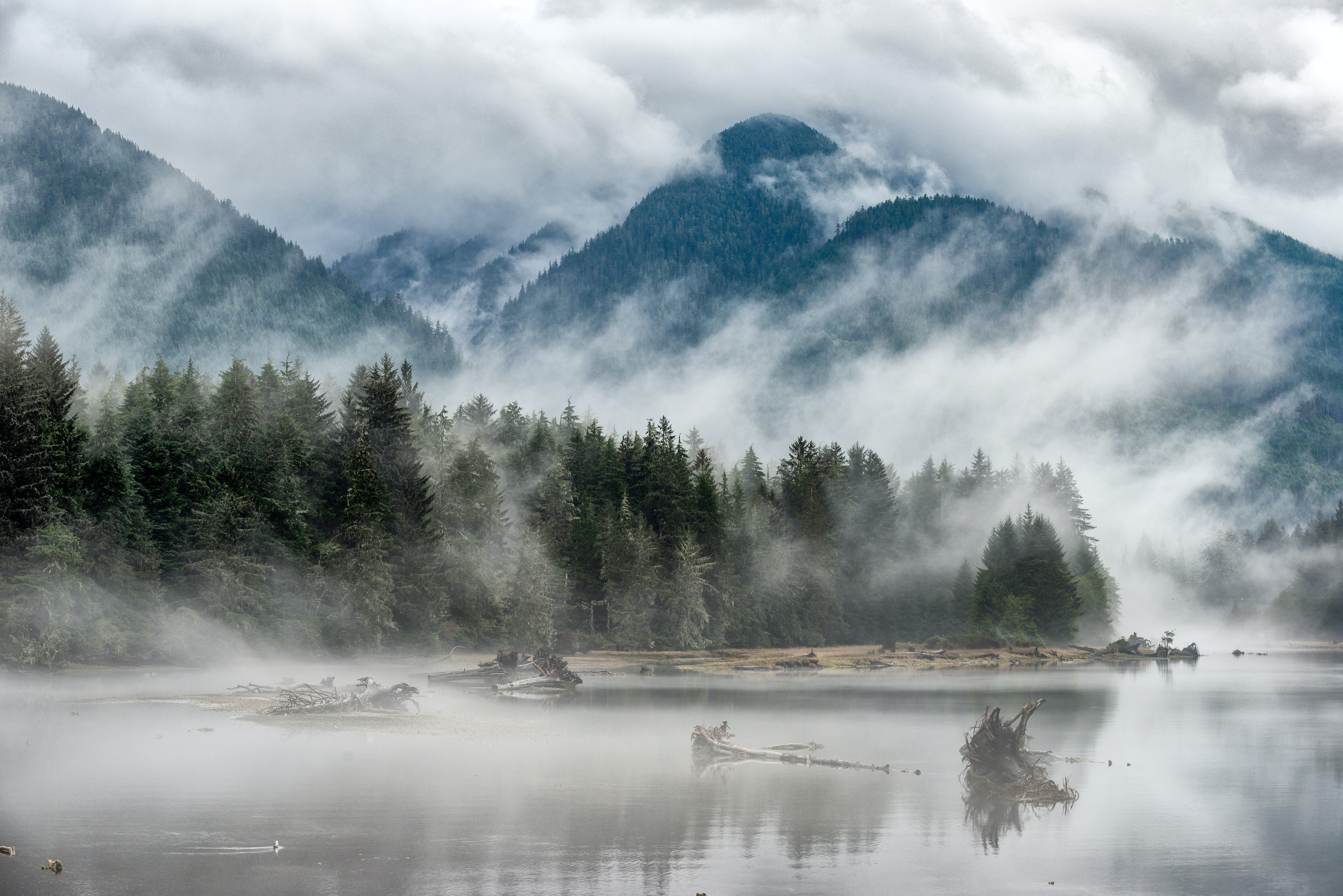hill, nature, trees, lake, forest, fog UHD