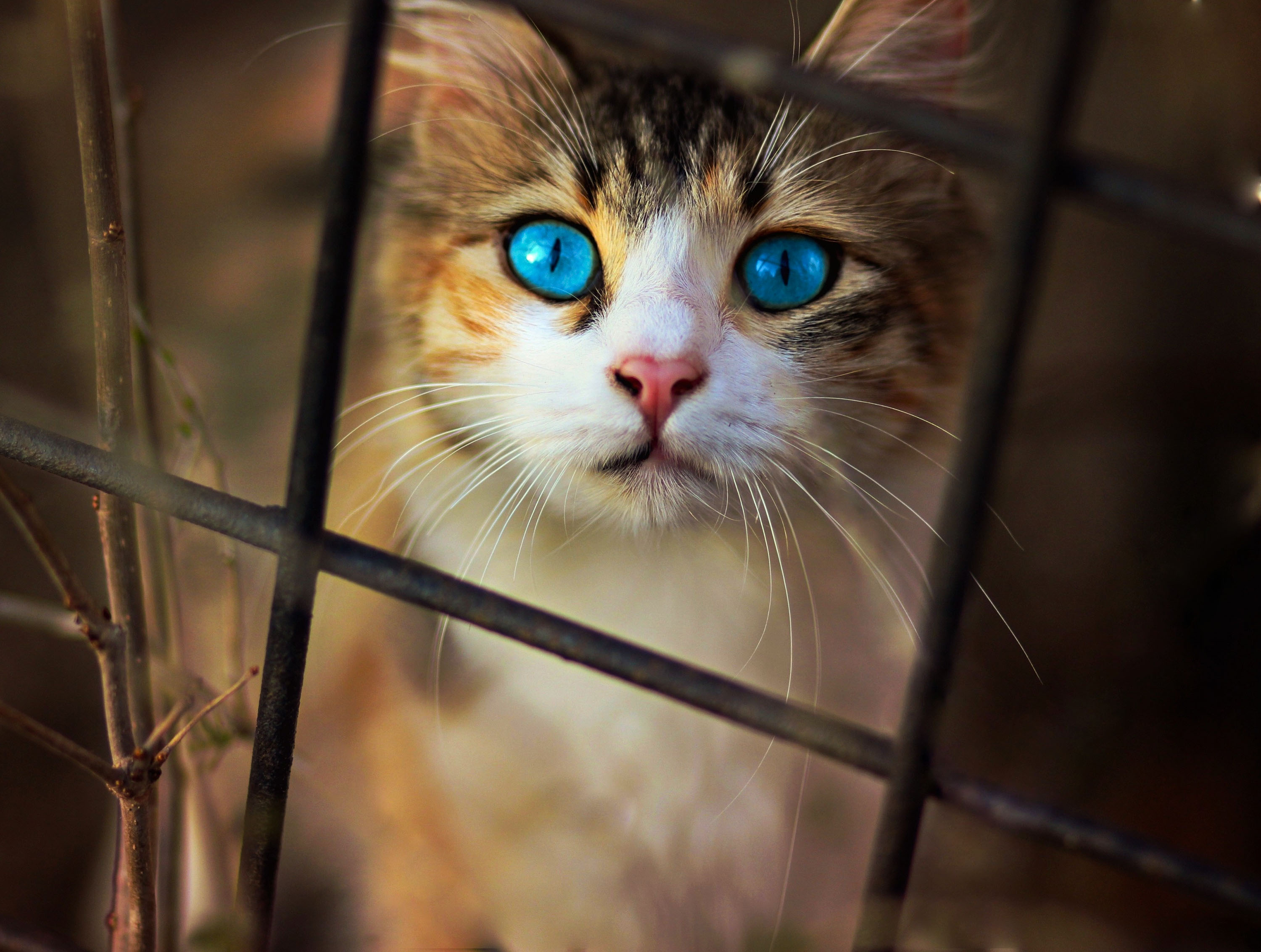 Baixe gratuitamente a imagem Animais, Gatos, Gato na área de trabalho do seu PC