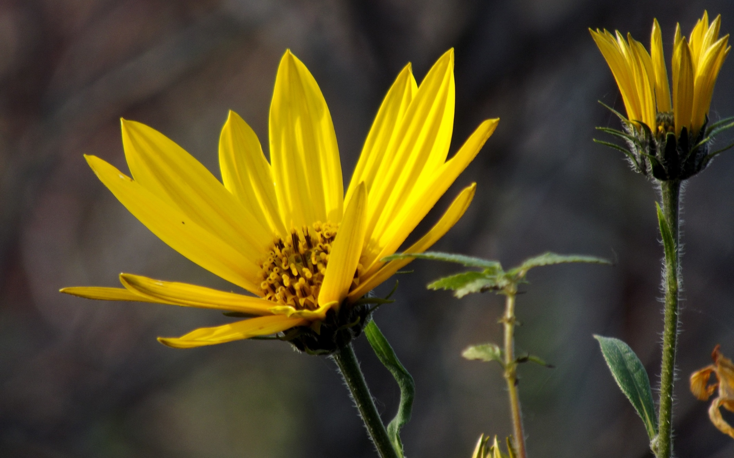 Laden Sie das Blumen, Blume, Erde/natur-Bild kostenlos auf Ihren PC-Desktop herunter