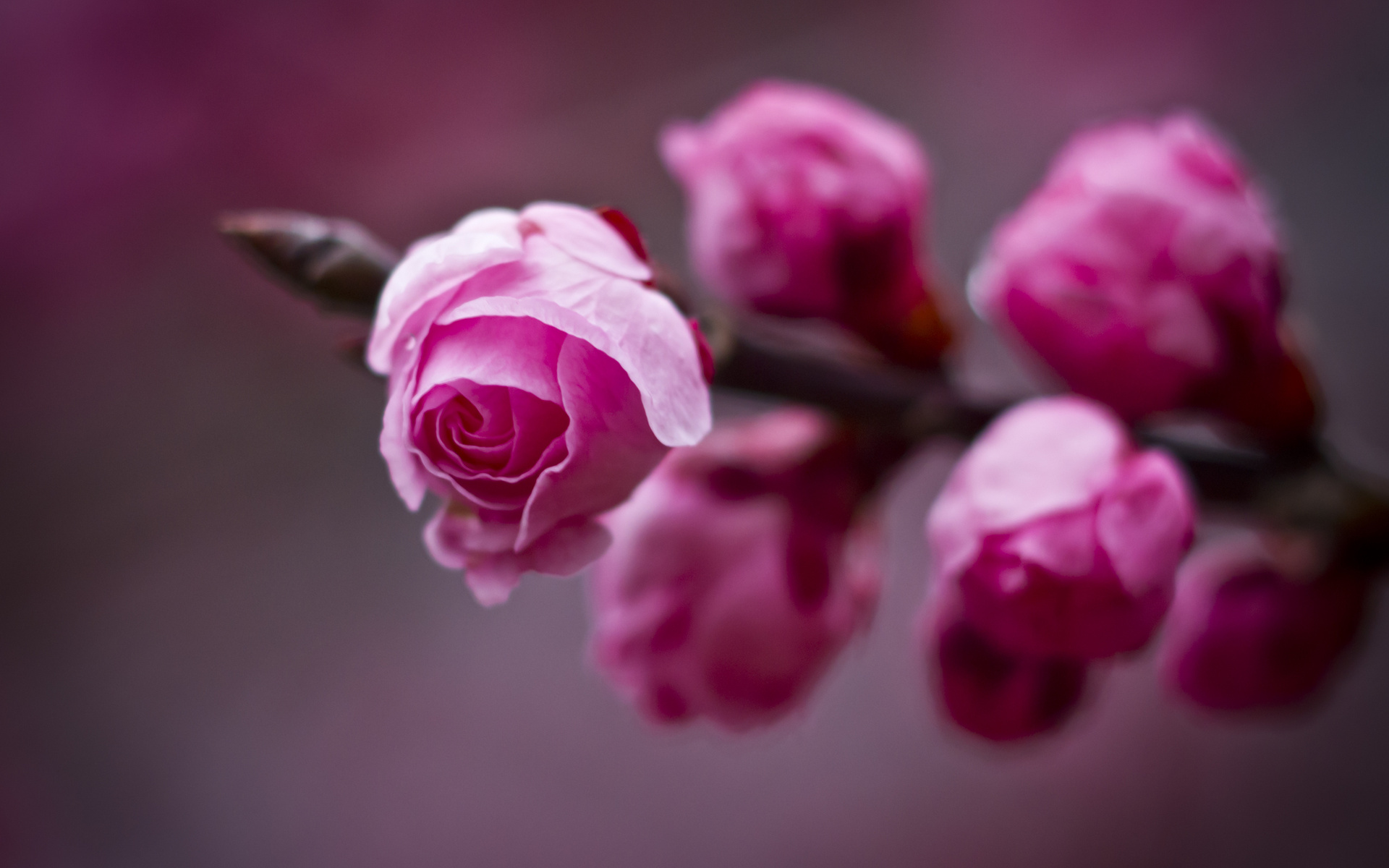 Descarga gratuita de fondo de pantalla para móvil de Flores, Flor, Tierra/naturaleza.