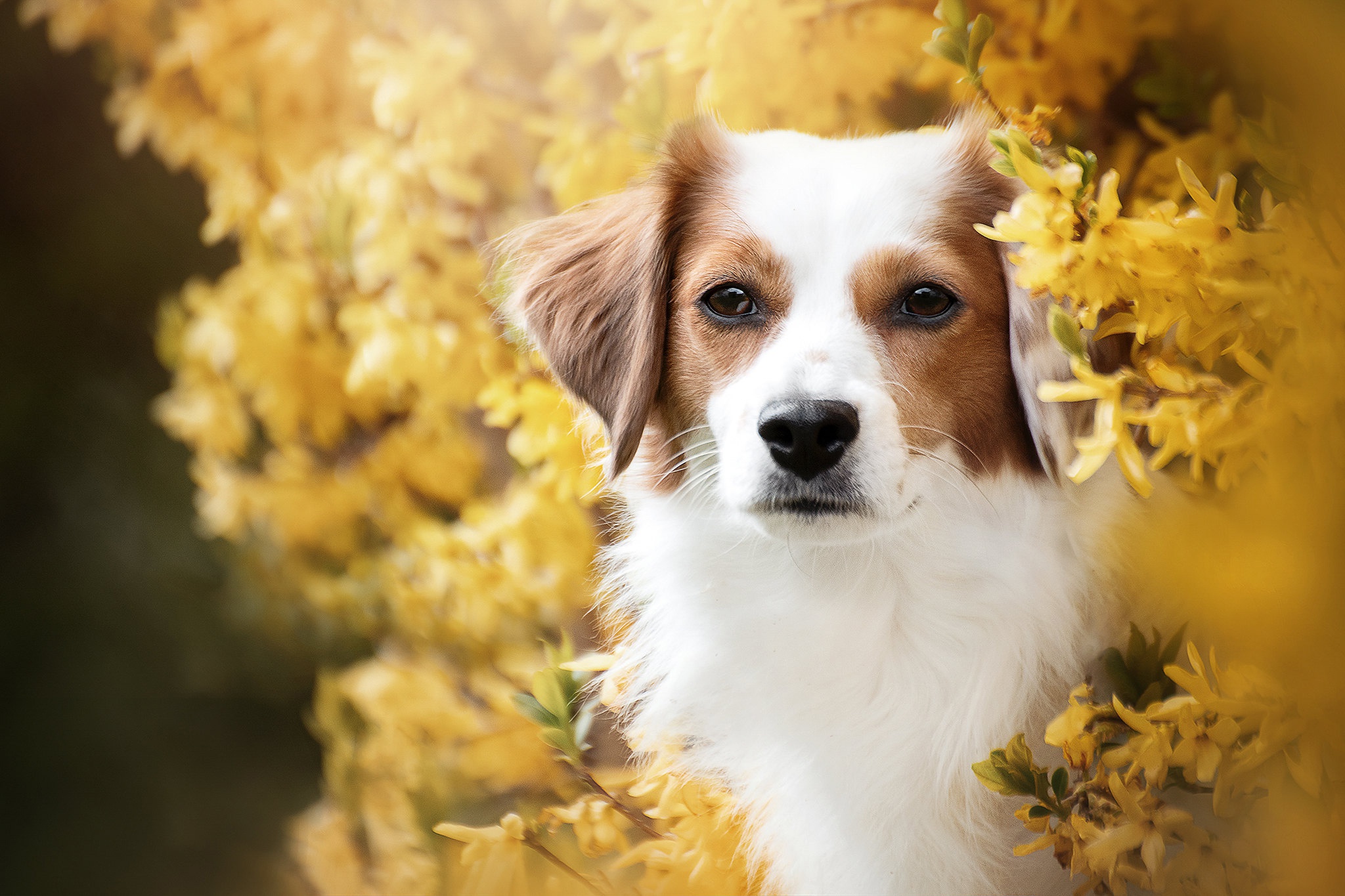 PCデスクトップに動物, 犬, コイケルホンジェ画像を無料でダウンロード