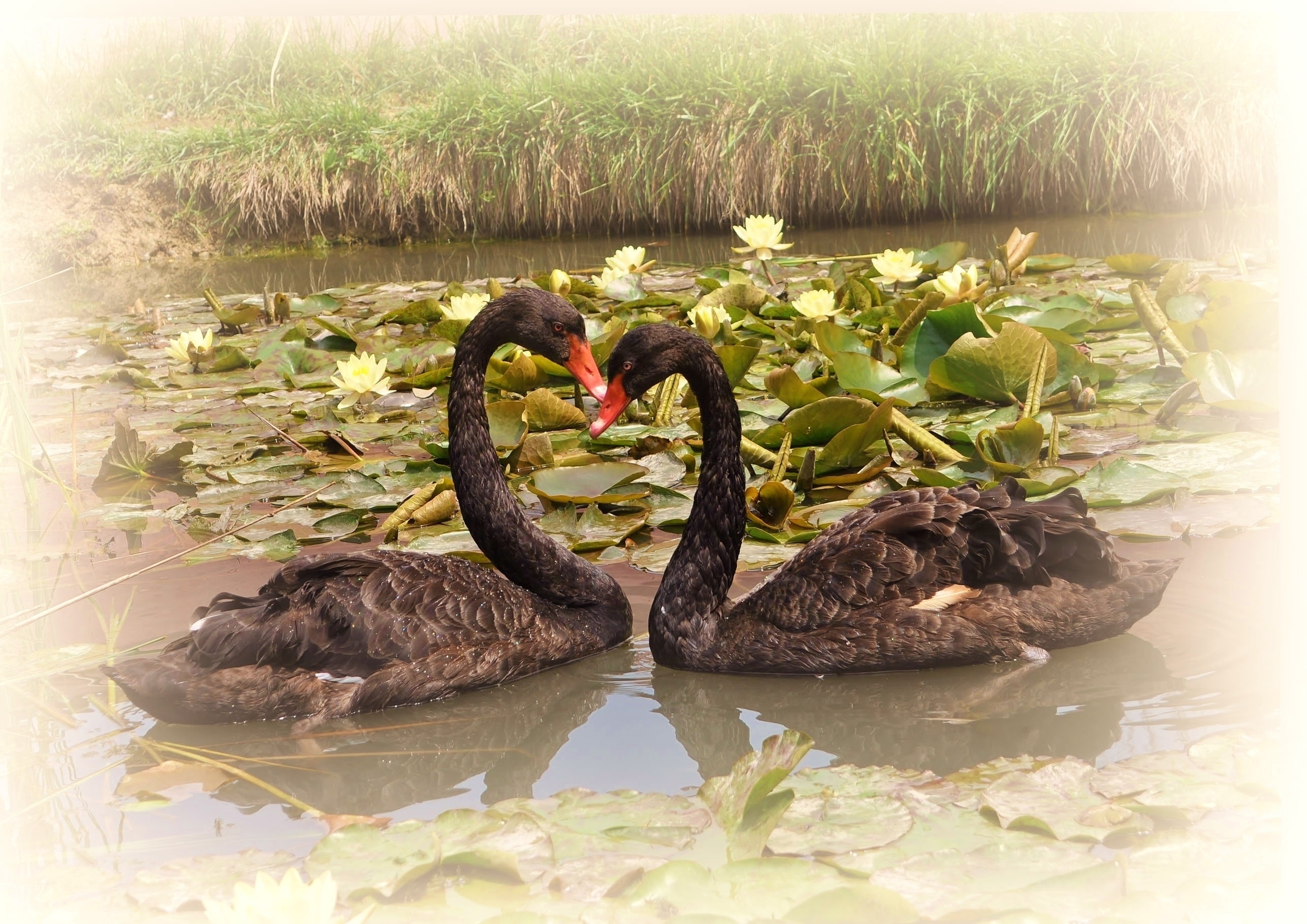 animals, birds, swans, water lilies, lake, couple, pair, fidelity