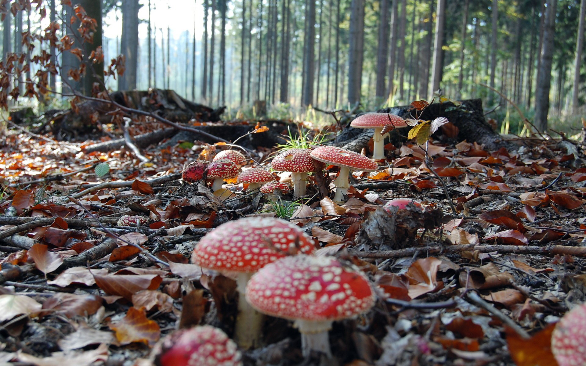 Handy-Wallpaper Landschaft, Wald, Pilz, Erde/natur kostenlos herunterladen.