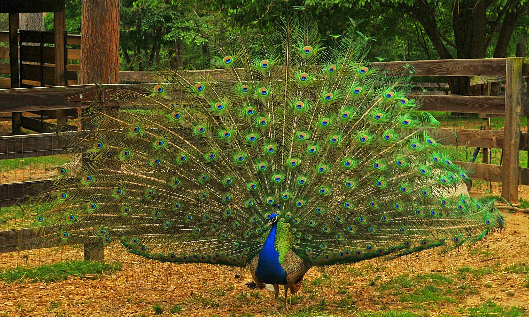 Free download wallpaper Birds, Animal, Peacock, Tail on your PC desktop