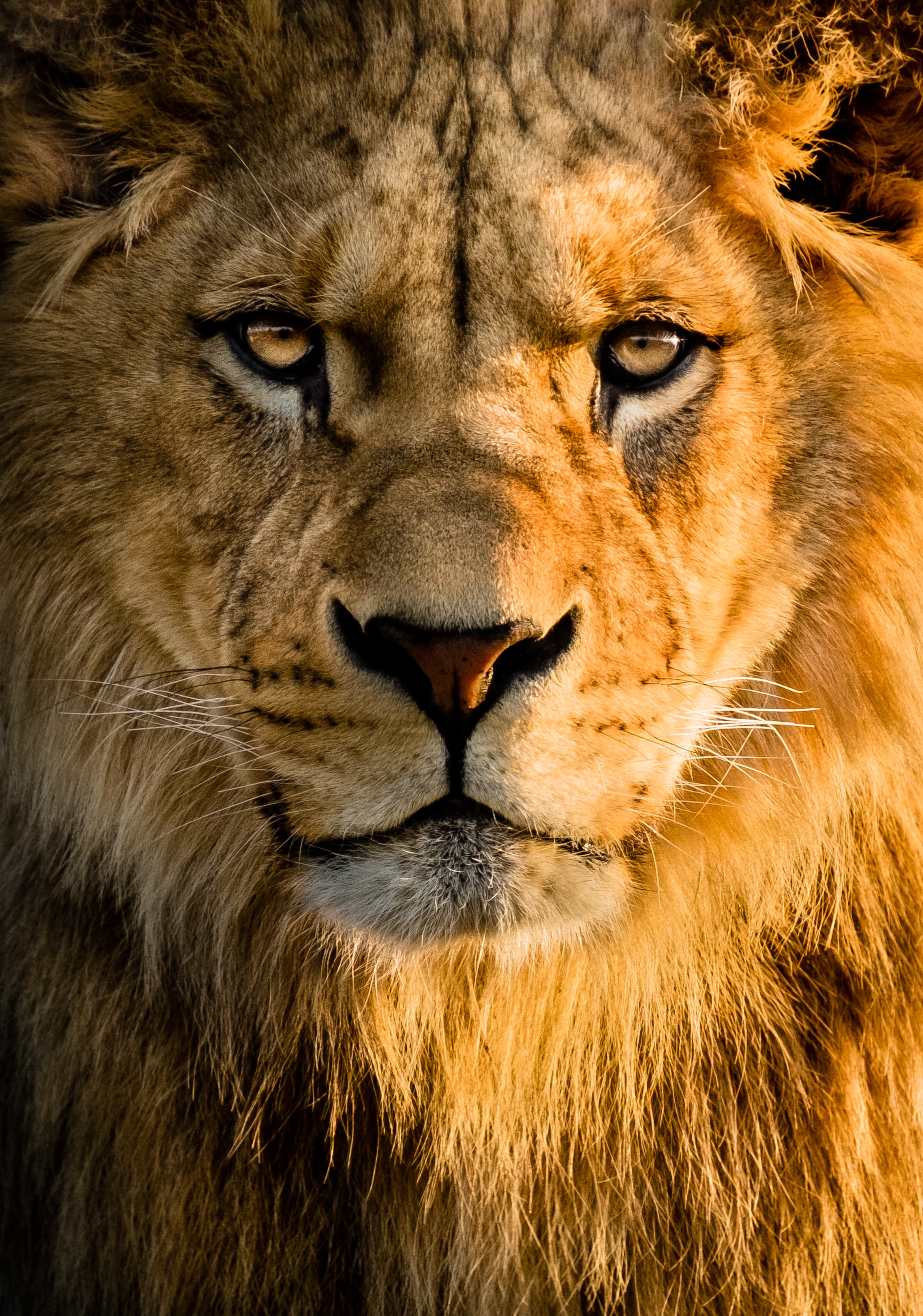 Download mobile wallpaper Sight, Opinion, Animals, Muzzle, Predator, Big Cat, Lion for free.