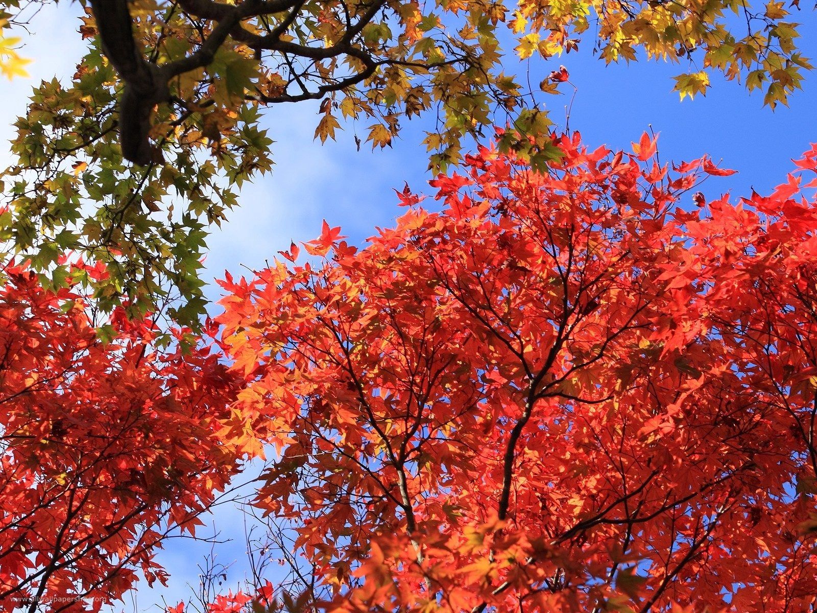 PCデスクトップに秋, 自然, 木, 葉画像を無料でダウンロード