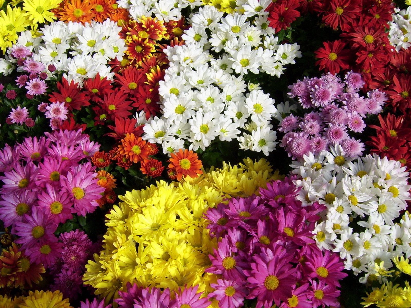 61580 скачать картинку цветы, хризантемы, разные, яркие, много - обои и заставки бесплатно