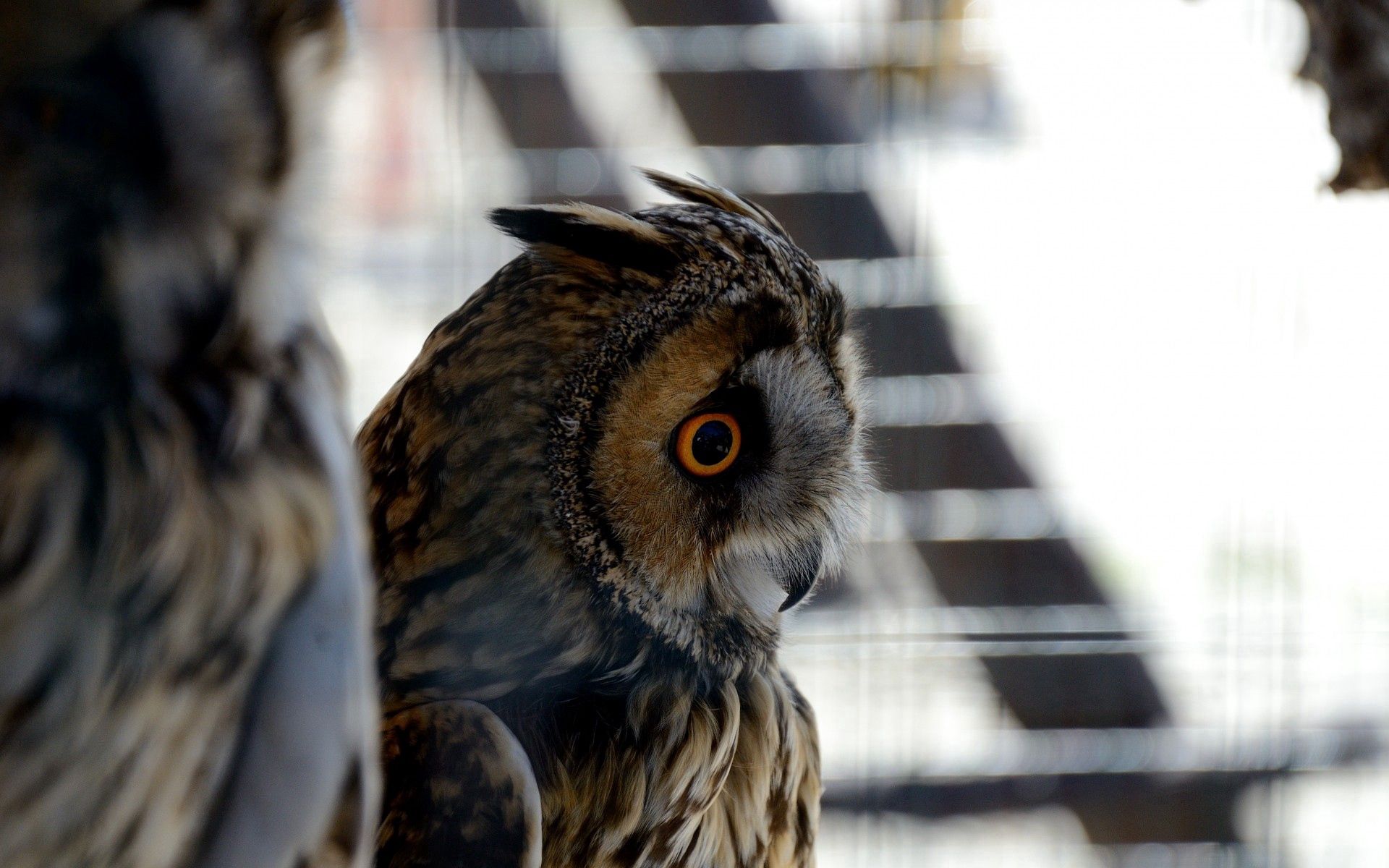 Free download wallpaper Animals, Bird, Feather, Eyes, Owl on your PC desktop