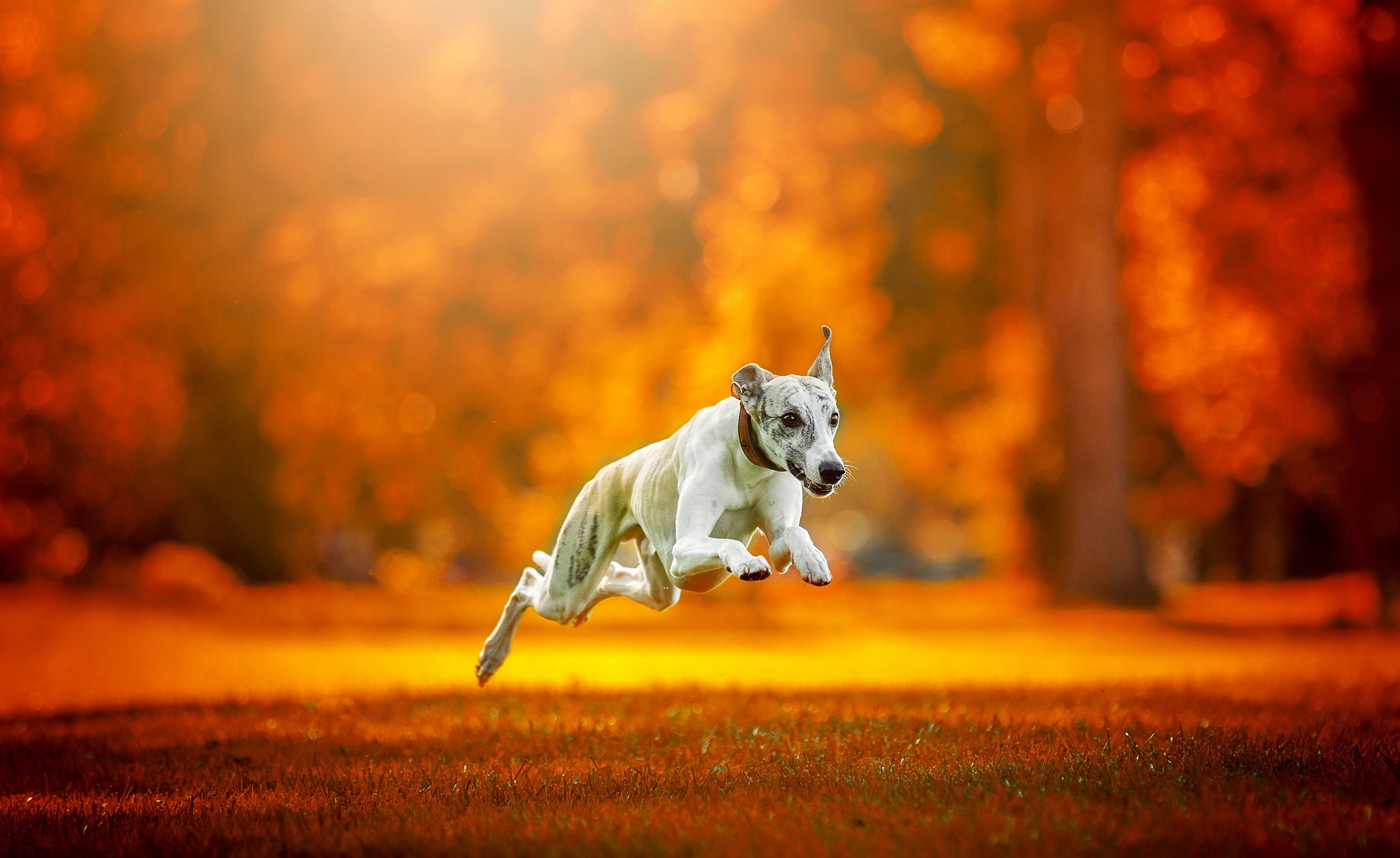 animal, greyhound, depth of field, dog, orange (color), dogs
