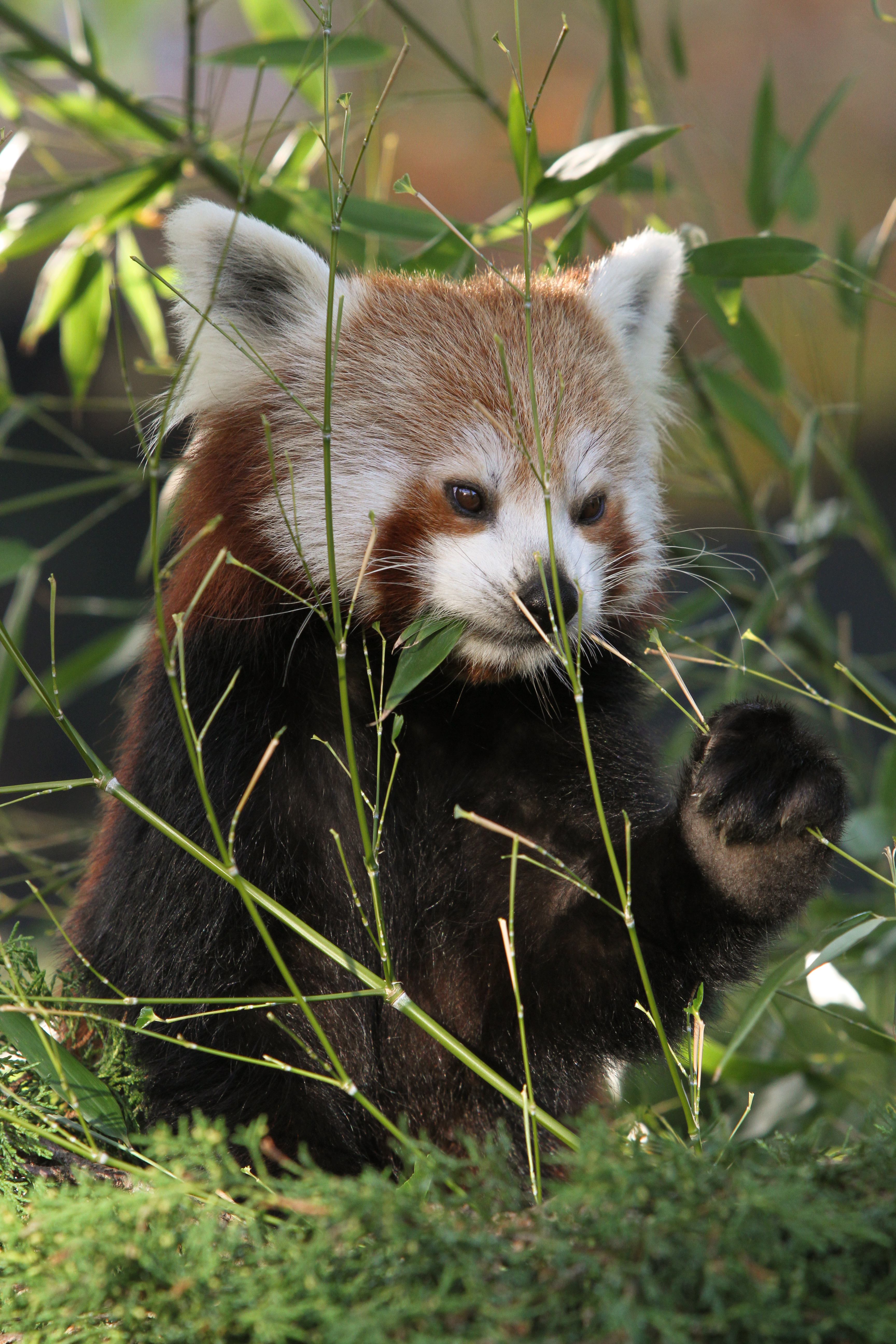 Download mobile wallpaper Grass, Sweetheart, Nice, Animals, Red Panda, Panda for free.