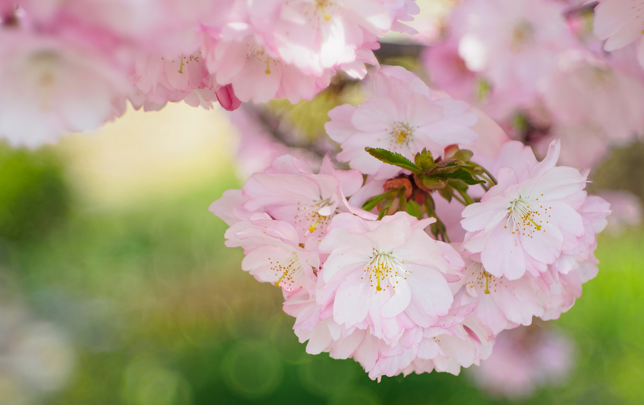 Descarga gratis la imagen Naturaleza, Flores, Flor, Flor Rosa, Florecer, Primavera, Bokeh, Tierra/naturaleza en el escritorio de tu PC