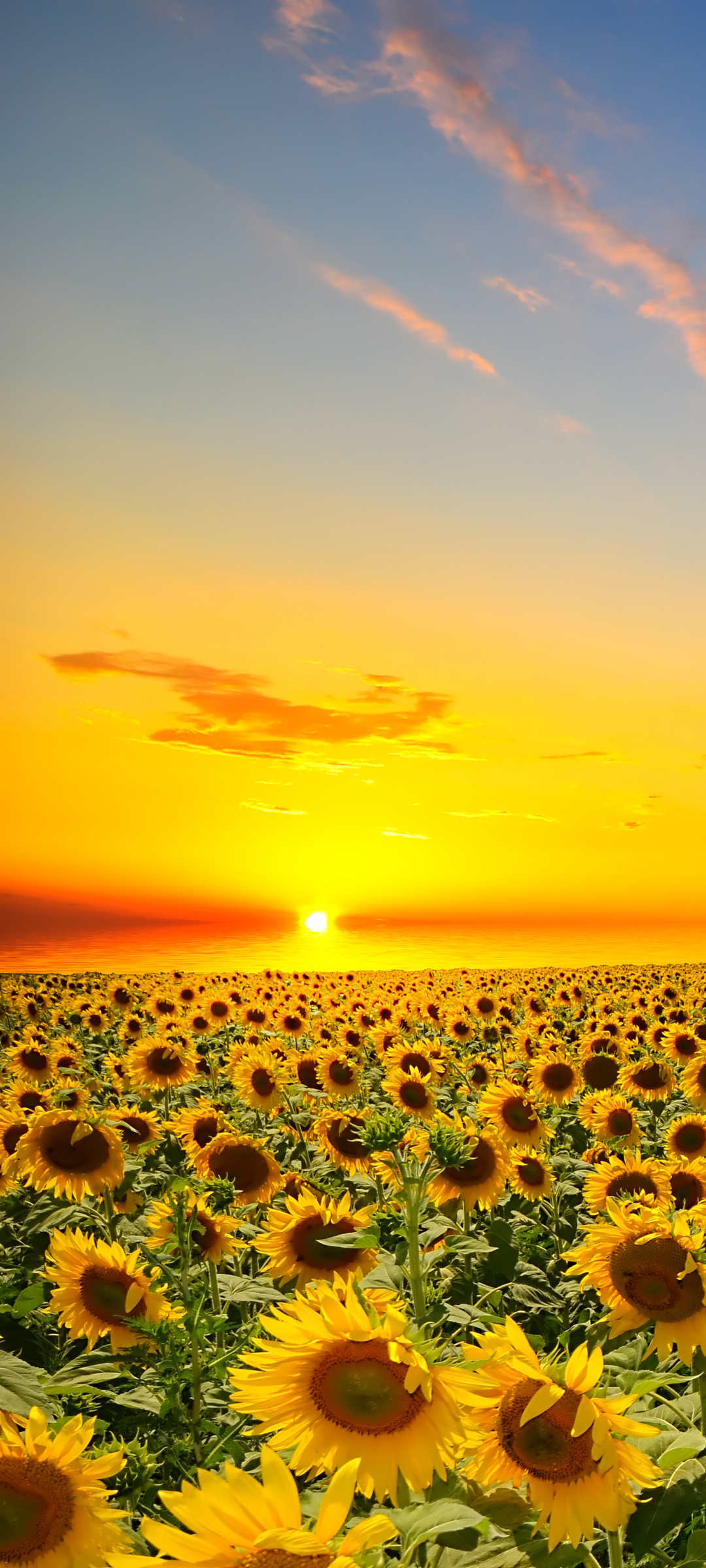 Téléchargez des papiers peints mobile Fleurs, Tournesol, Terre/nature gratuitement.