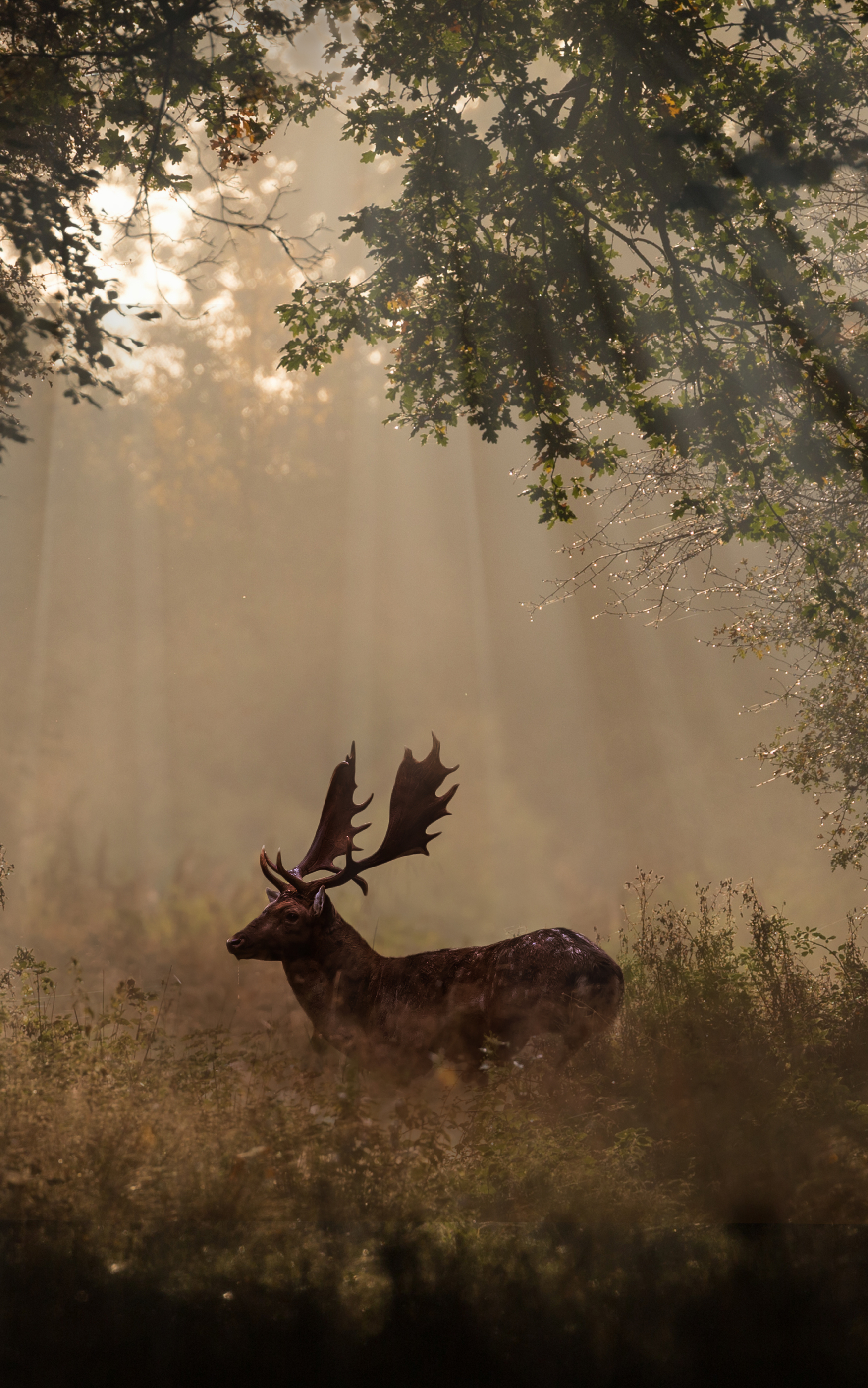 Handy-Wallpaper Tiere, Hirsch, Sonnenstrahl, Sonnenbohne kostenlos herunterladen.