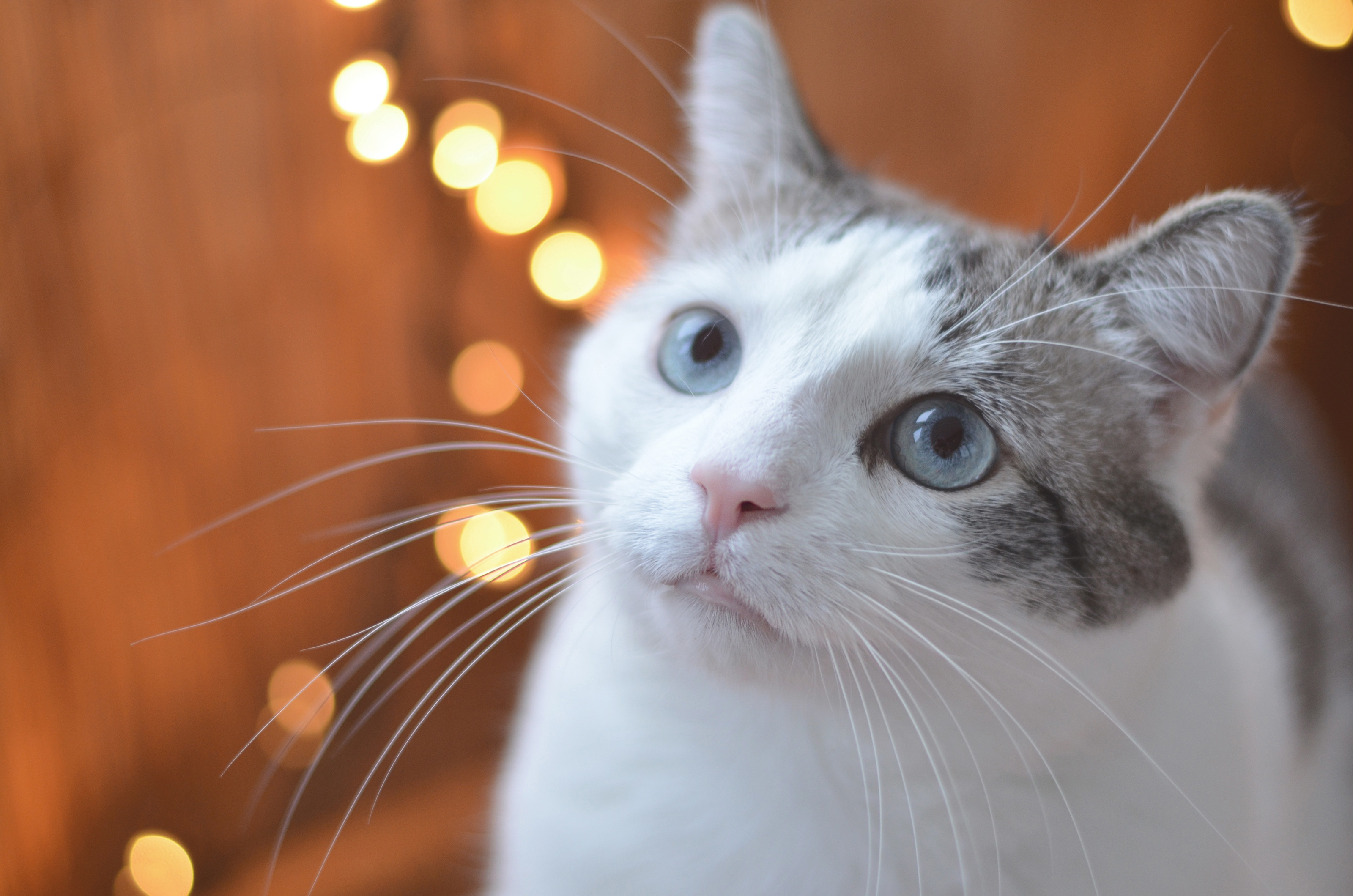 Handy-Wallpaper Tiere, Katzen, Katze, Bokeh, Blaue Augen, Starren kostenlos herunterladen.