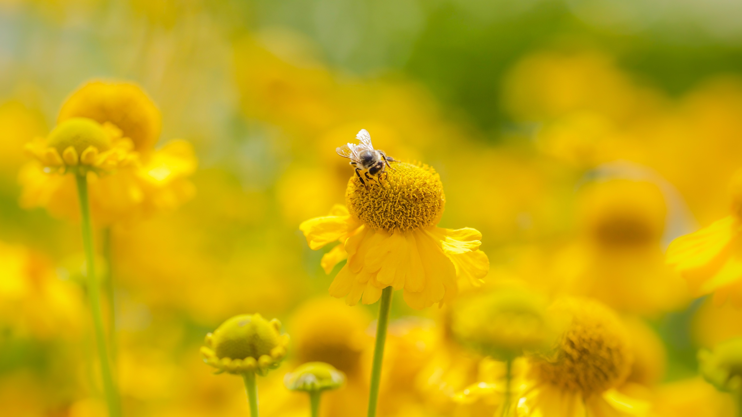 Free download wallpaper Insects, Macro, Insect, Bee, Animal, Yellow Flower on your PC desktop