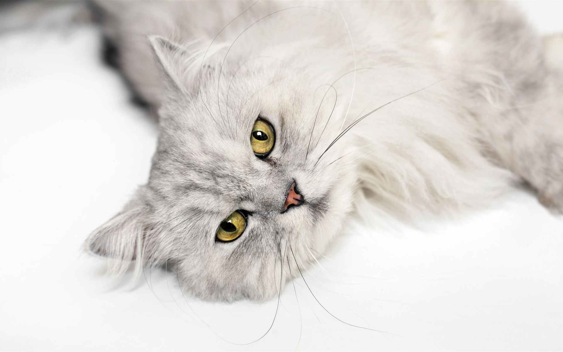 Free download wallpaper Cat, Cats, Animal on your PC desktop