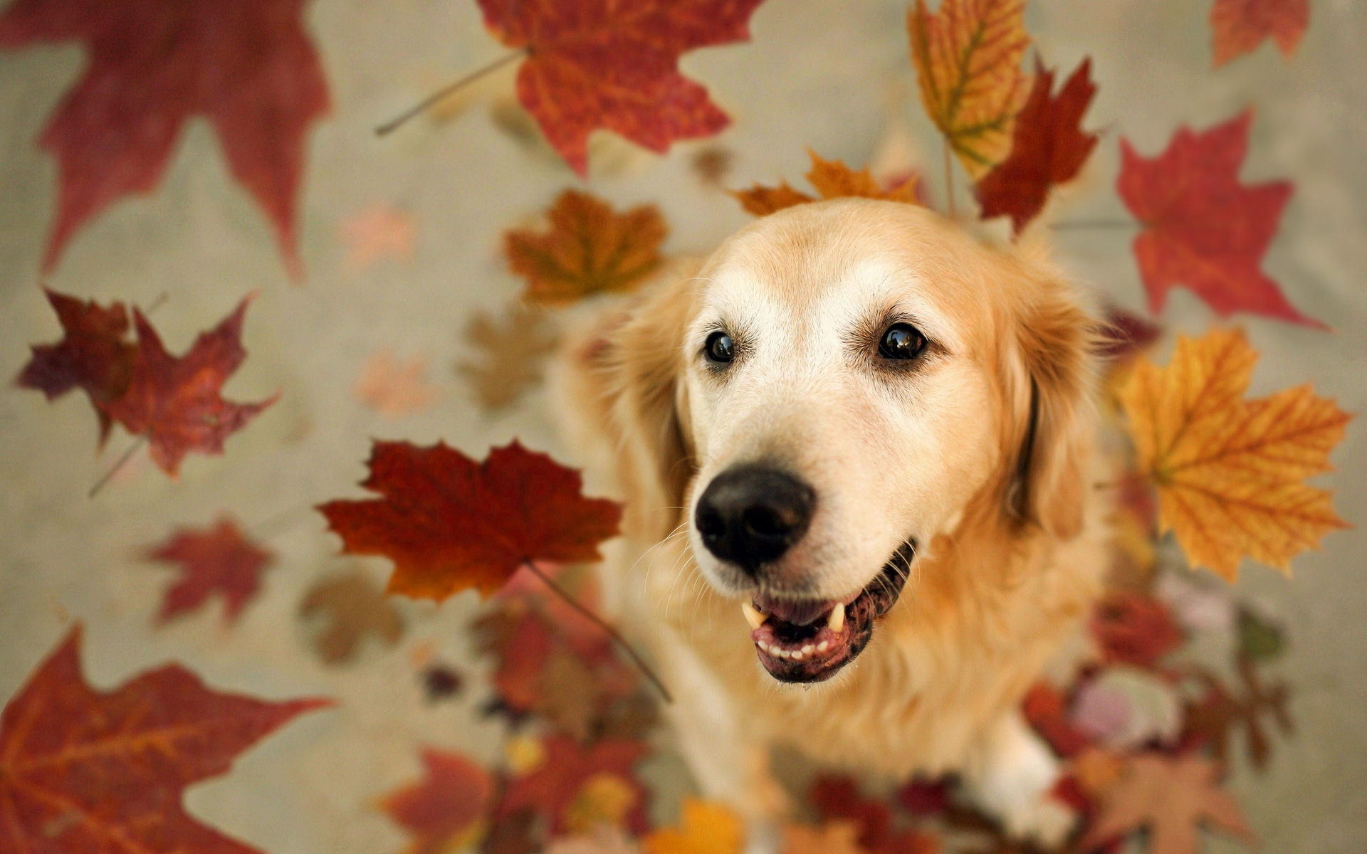 Baixar papel de parede para celular de Animais, Cães, Cão gratuito.