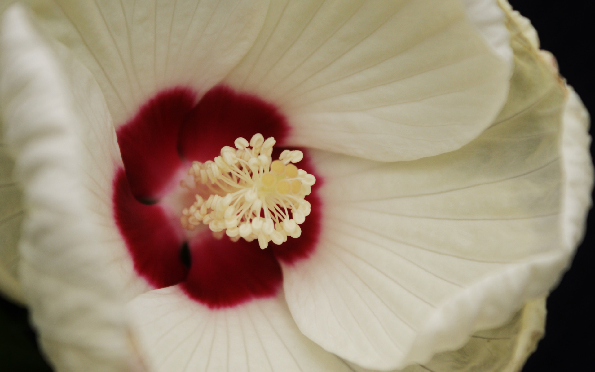 Descarga gratuita de fondo de pantalla para móvil de Flores, Flor, Tierra/naturaleza.