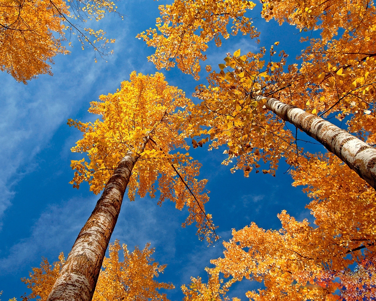 無料モバイル壁紙木, 風景, 秋をダウンロードします。