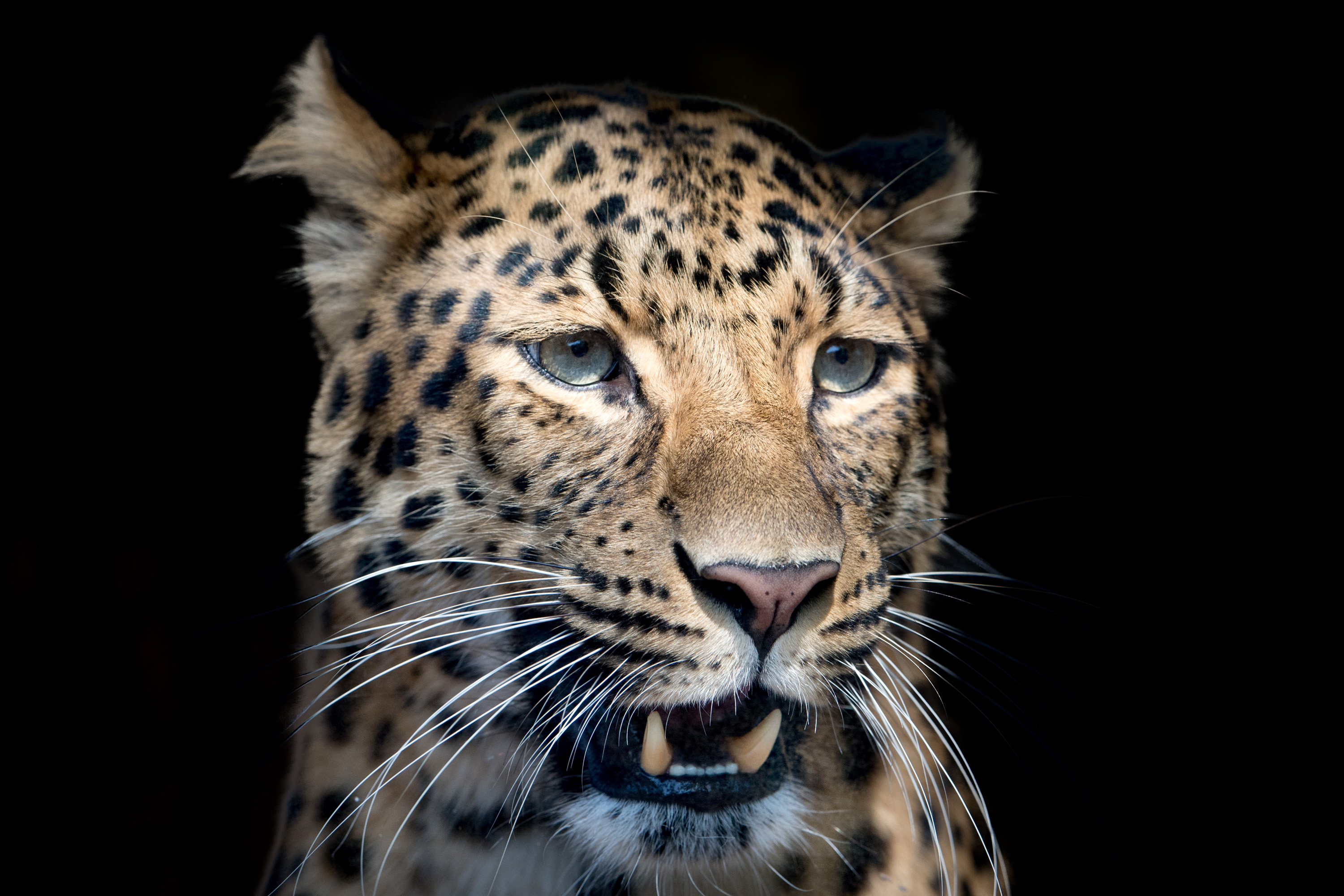 Baixar papel de parede para celular de Animais, Gatos, Leopardo, Focinho gratuito.