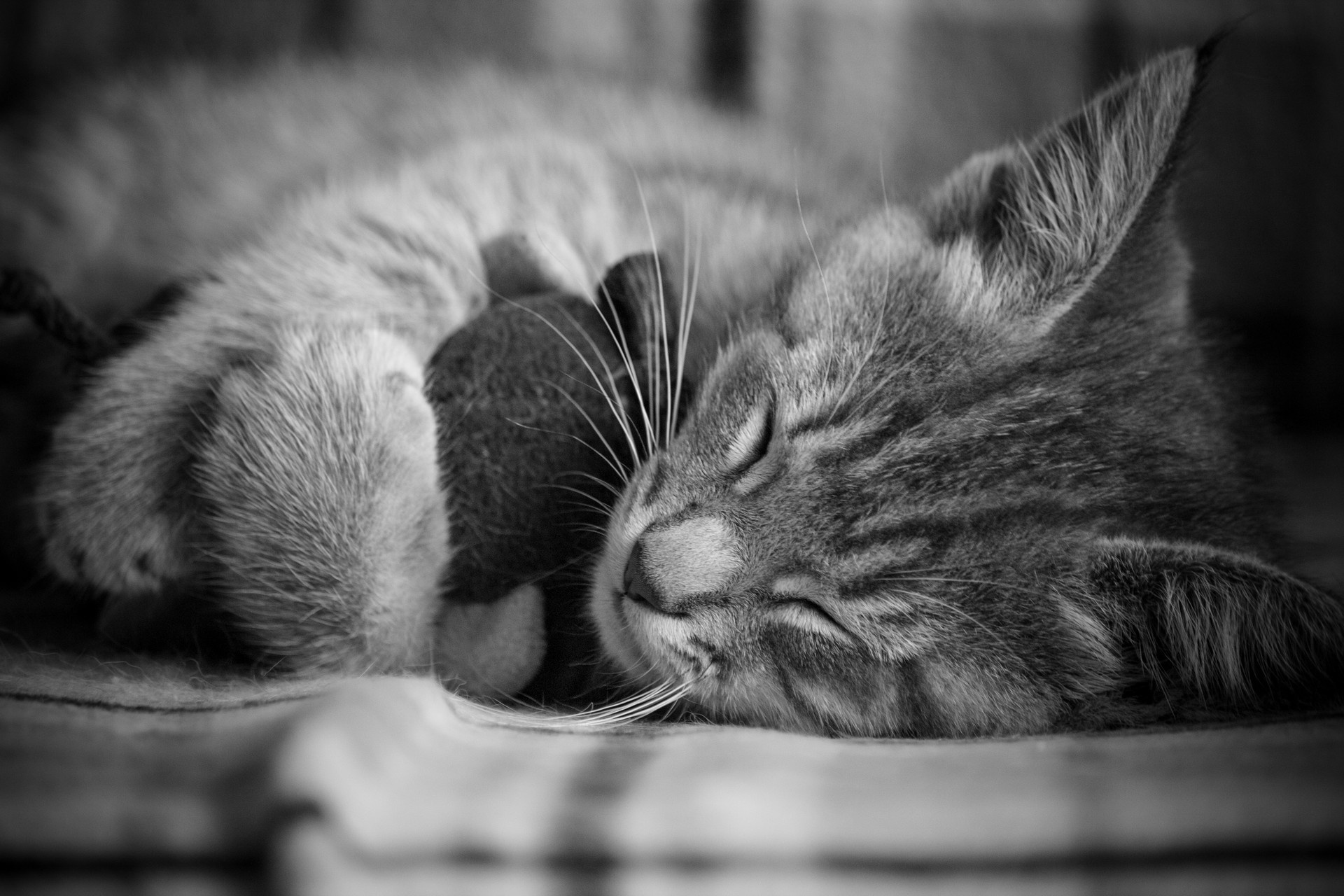 Download mobile wallpaper Cats, Cat, Kitten, Monochrome, Animal, Sleeping, Baby Animal for free.