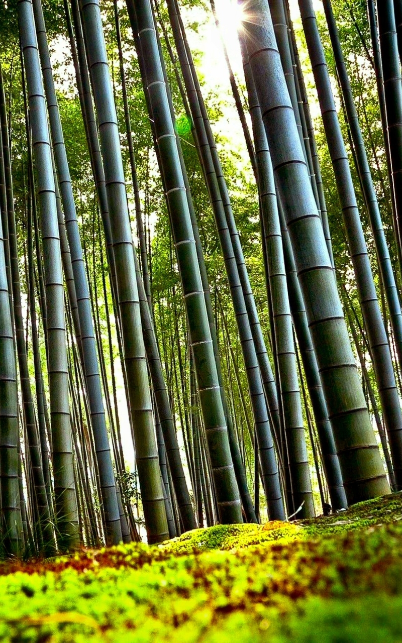 Download mobile wallpaper Nature, Forest, Tree, Earth, Bamboo for free.