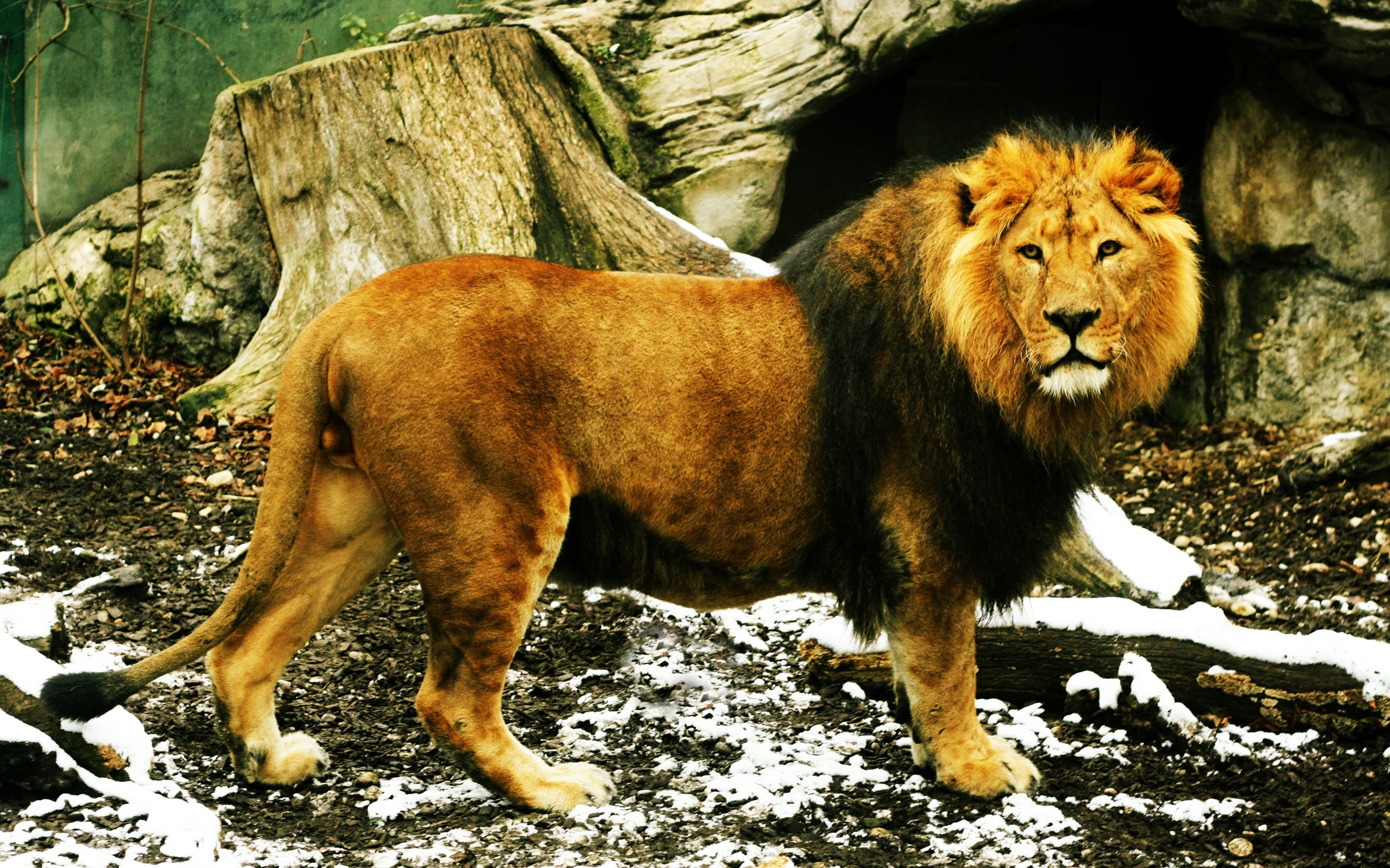 Free download wallpaper Lion, Animal on your PC desktop