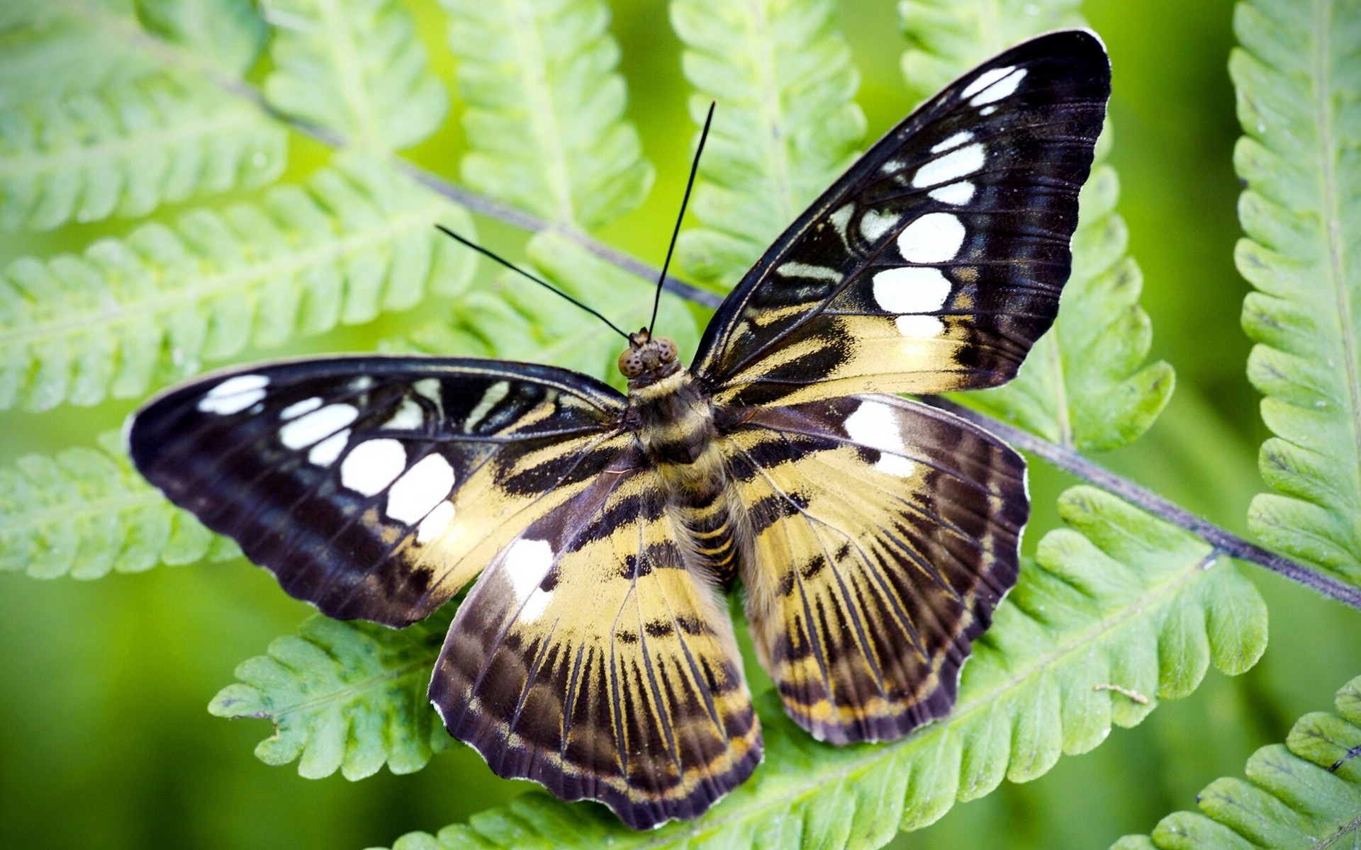 Free download wallpaper Butterfly, Animal on your PC desktop